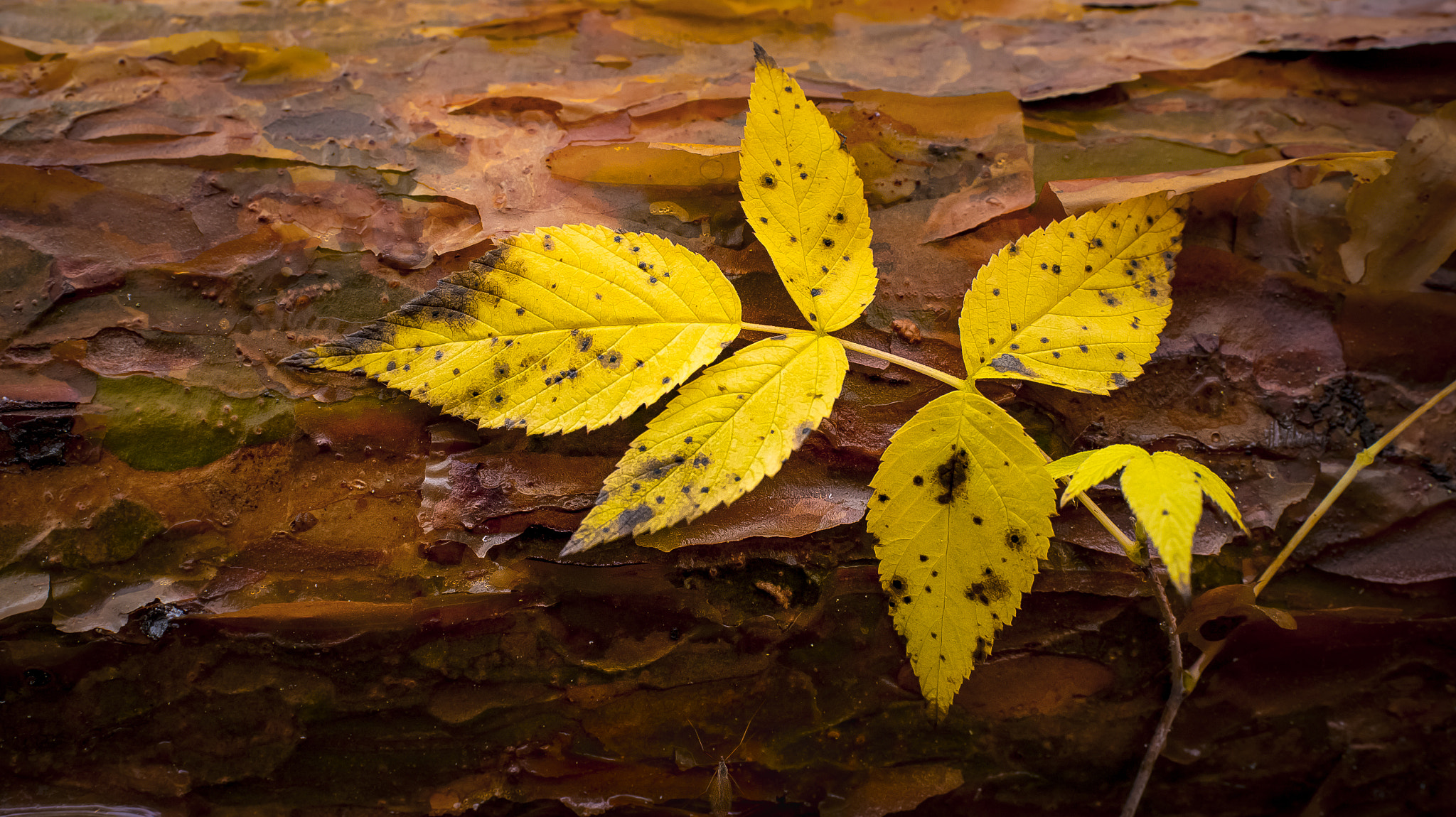 Nikon D4 + Nikon AF-S Nikkor 35mm F1.8G ED sample photo. Spider under the leaf. photography