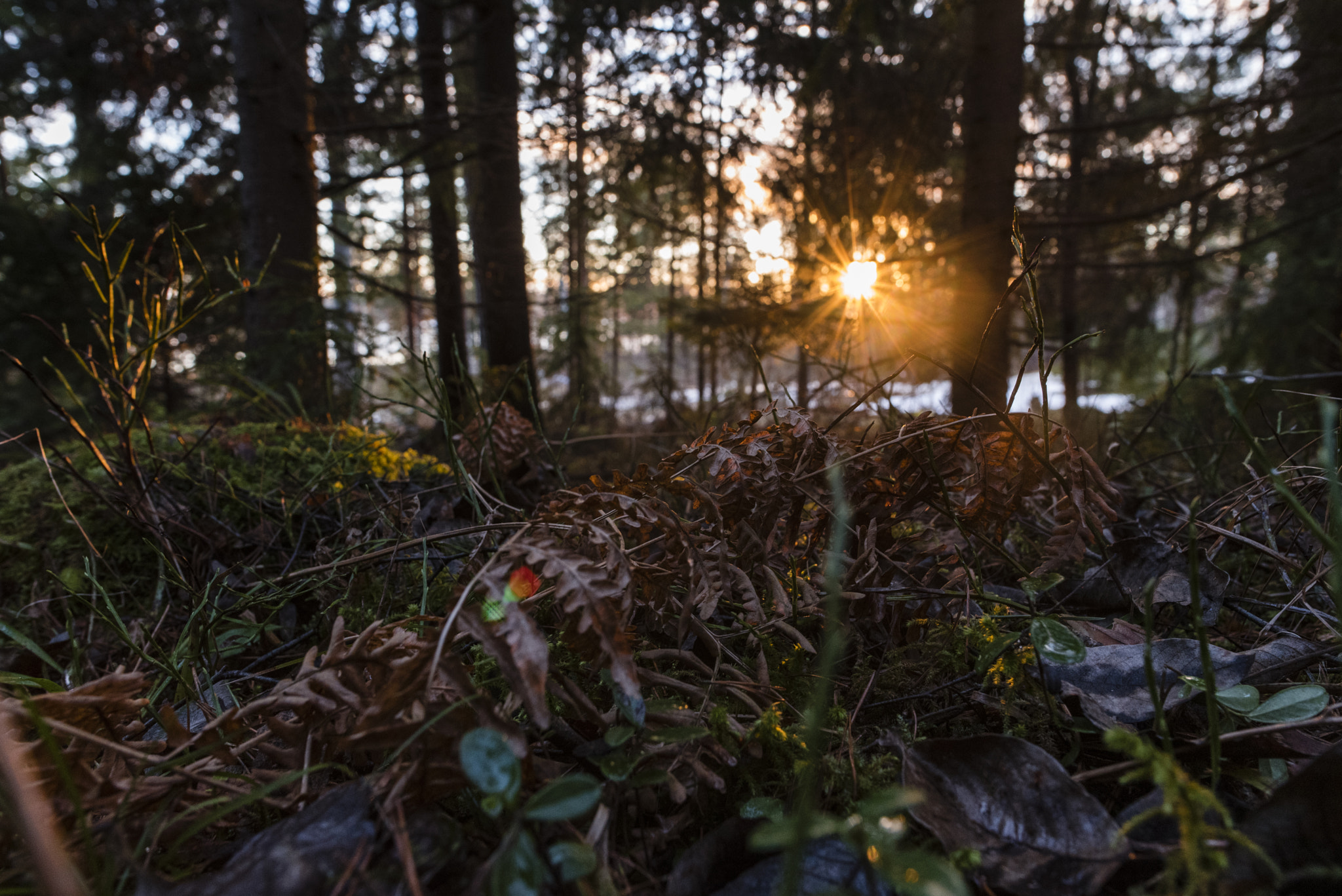 Nikon AF-S Nikkor 24mm F1.8G ED sample photo. Soleil couchant photography