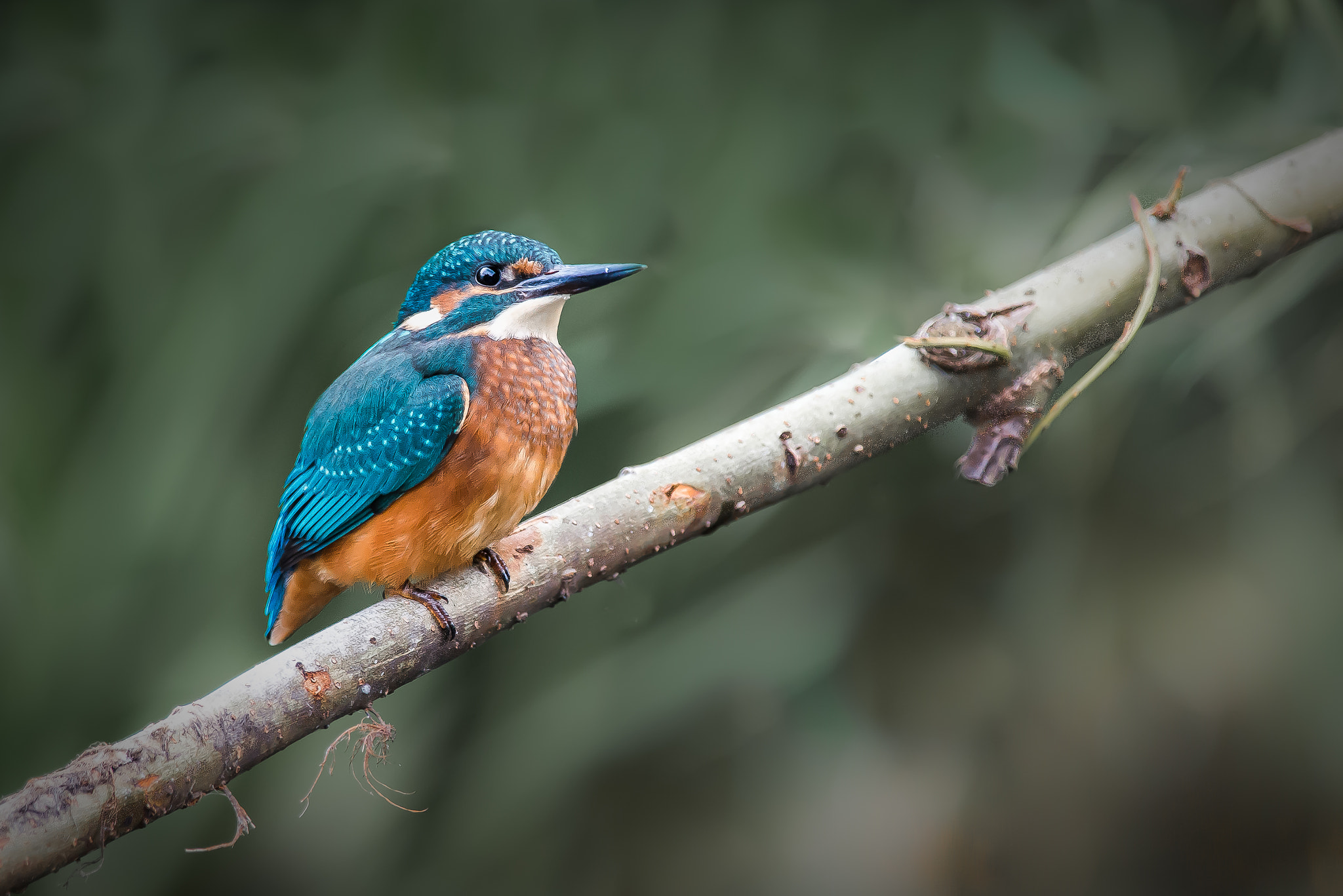 Nikon D800 sample photo. Kingfisher taking a well earned rest photography