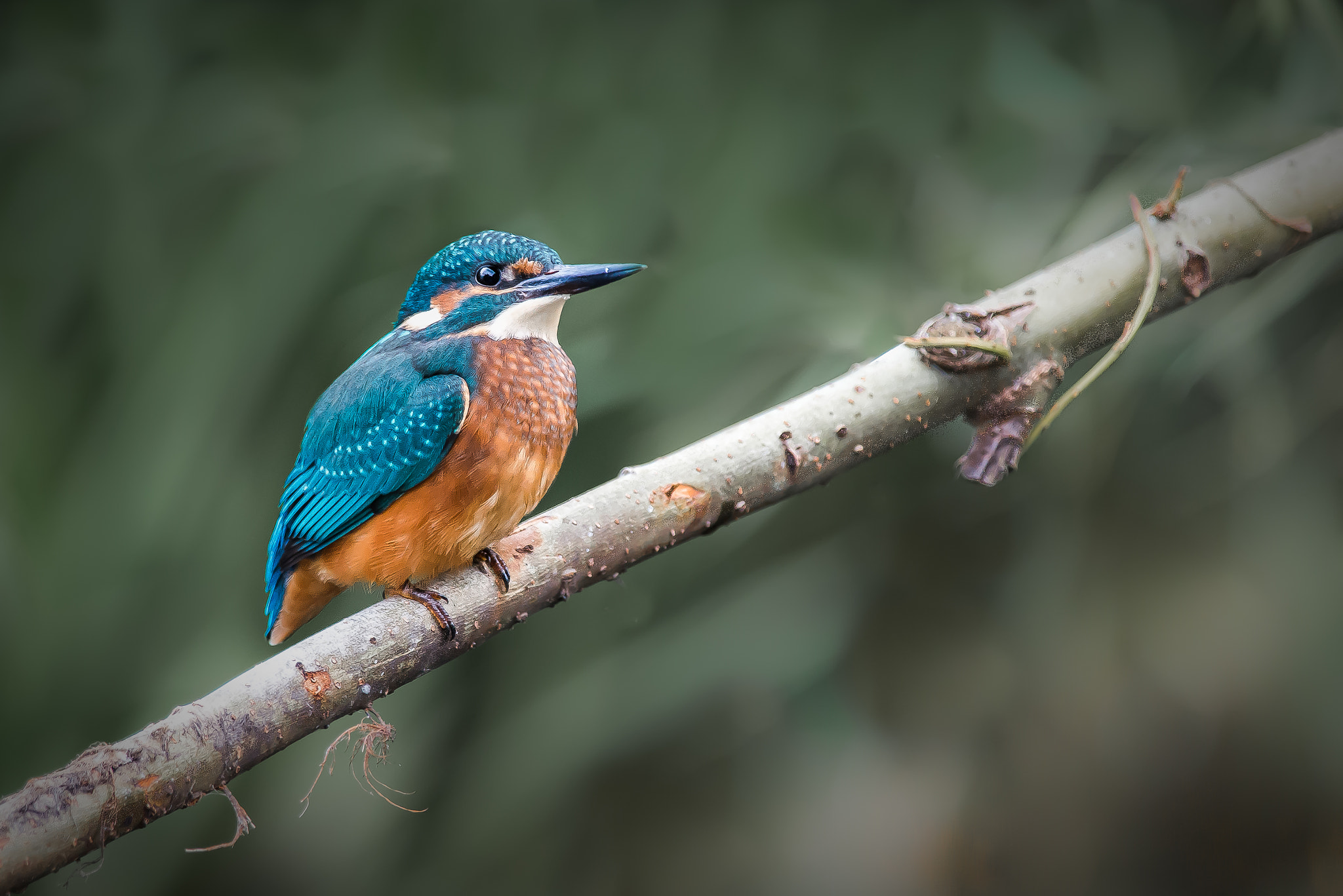 Nikon D800 + Nikon AF-S Nikkor 300mm F4D ED-IF sample photo. Kingfisher taking a well earned rest photography