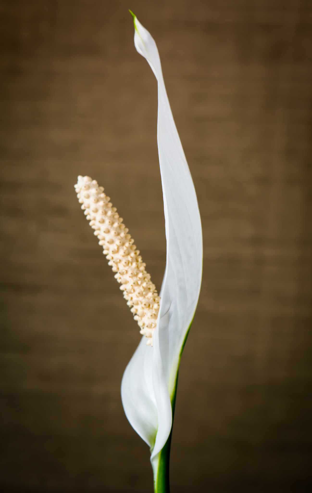 Nikon AF-S DX Micro-Nikkor 85mm F3.5G ED VR sample photo. Peace lily photography