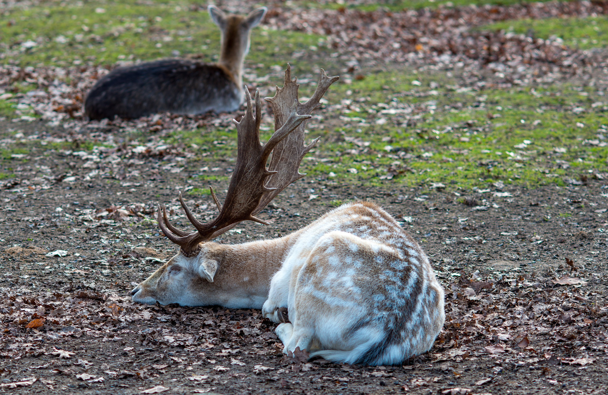 Nikon D800E + AF DC-Nikkor 135mm f/2D sample photo. Sweet dreams photography