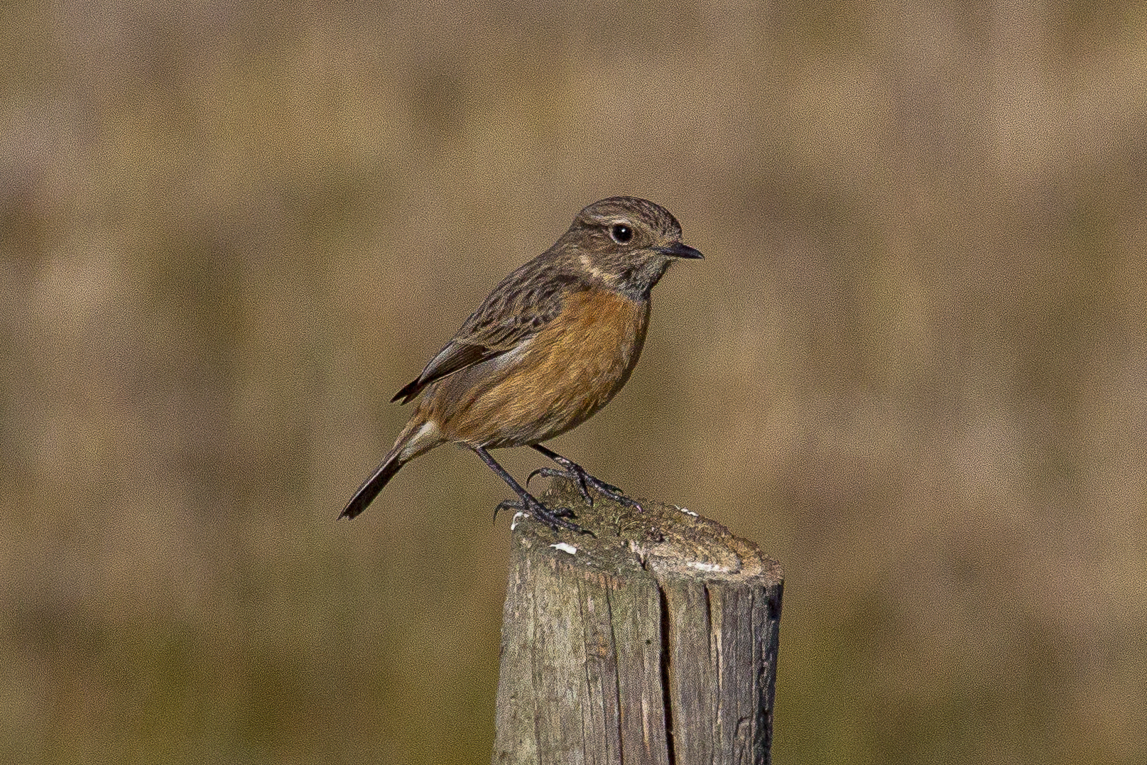 Canon EF 100-400mm F4.5-5.6L IS USM sample photo. Common stonechat photography