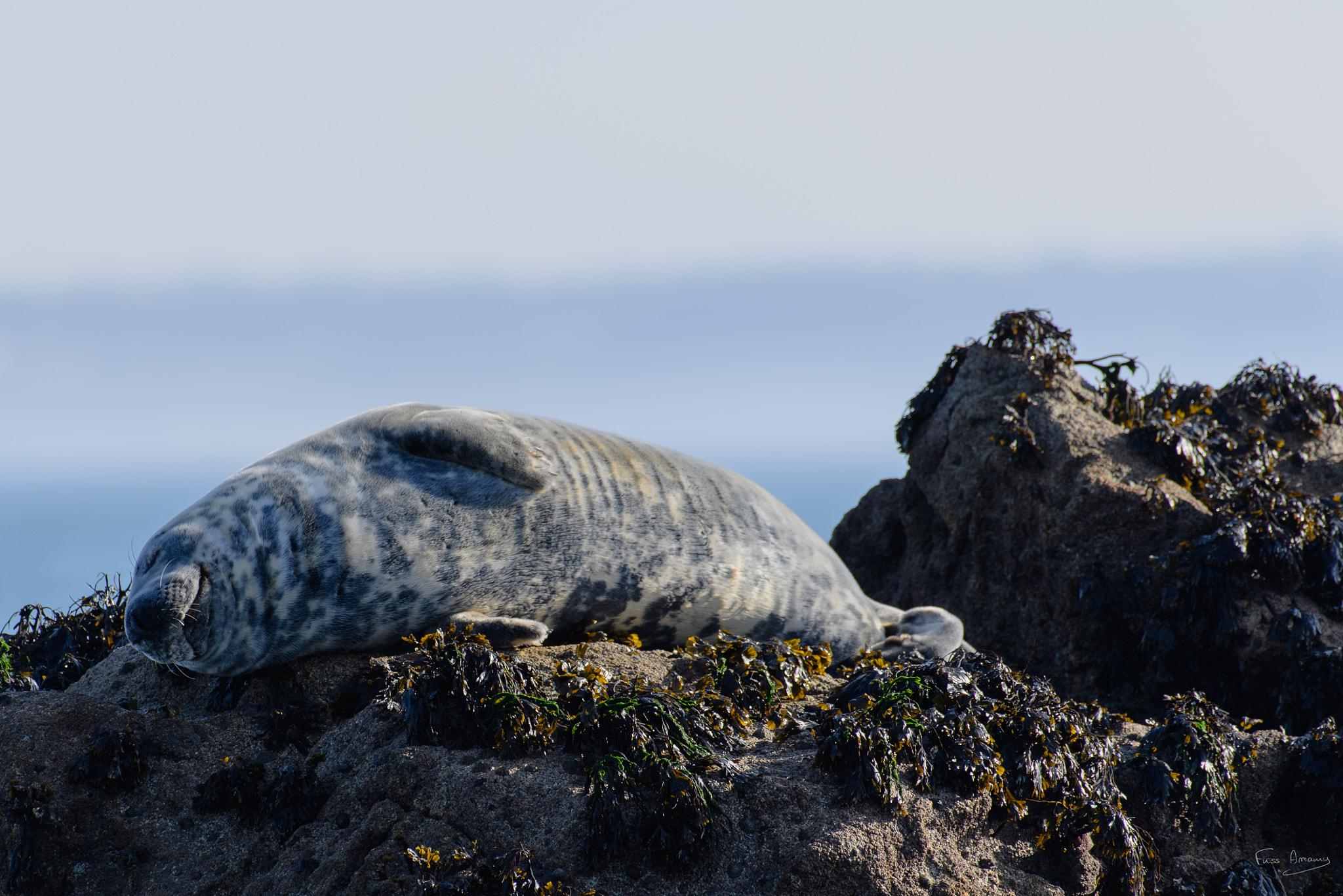 Nikon AF-S Nikkor 200-500mm F5.6E ED VR sample photo. Time to sleep ... photography