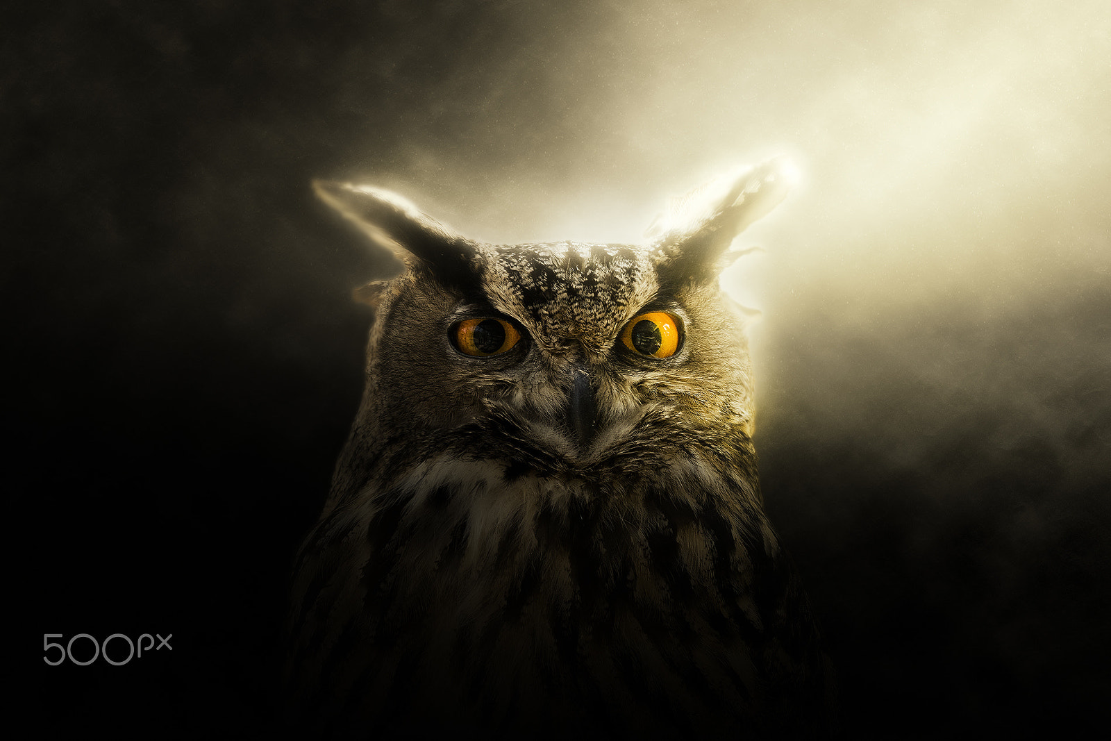 Sigma 150-600mm F5-6.3 DG OS HSM | C sample photo. Long eared owl photography