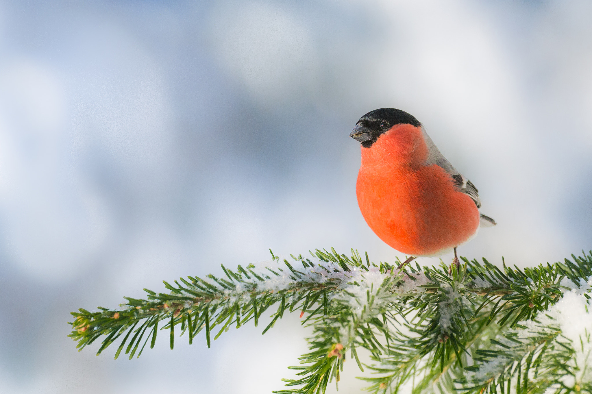 Nikon D3S sample photo. Happy bird photography
