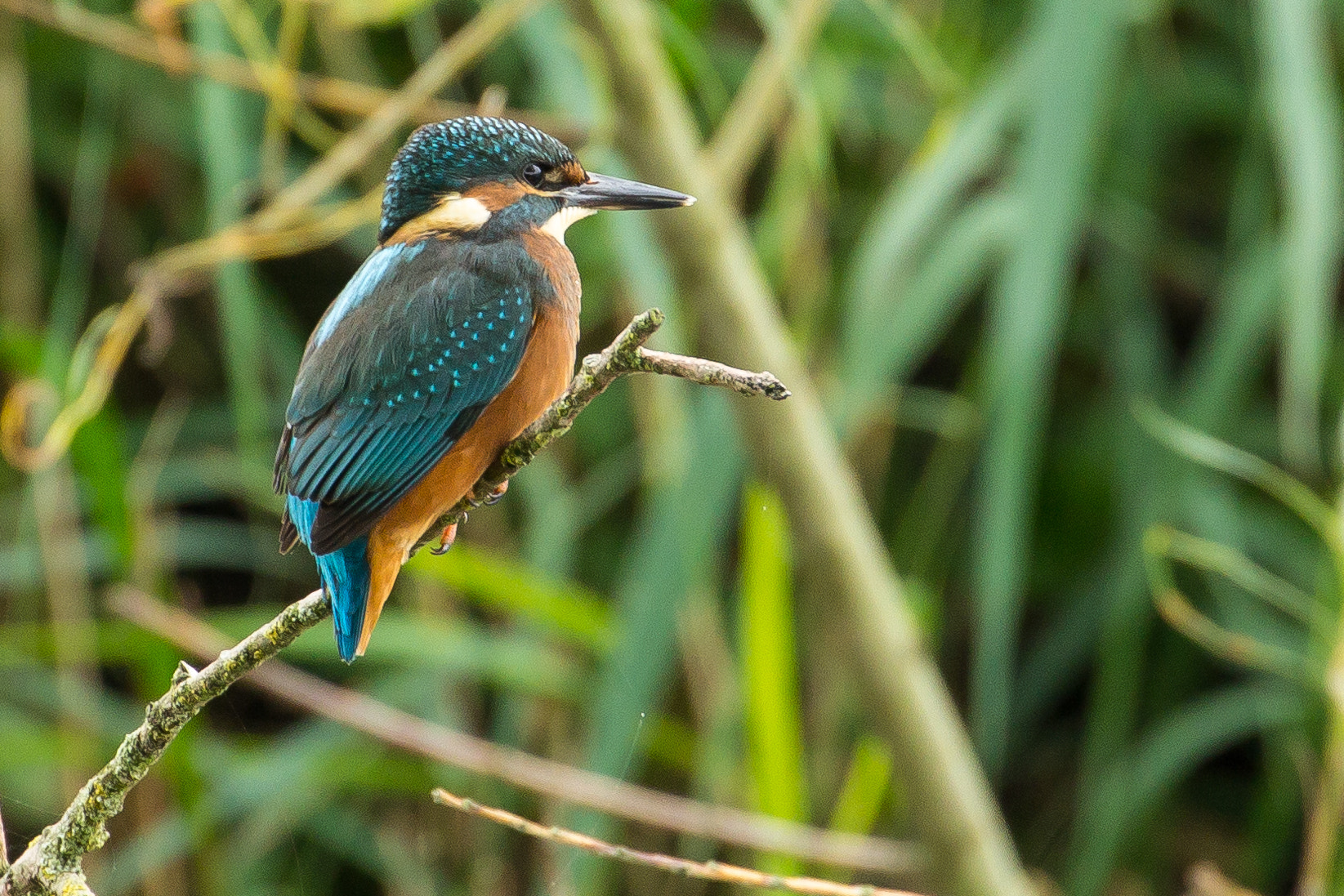 Canon EF 70-300mm F4-5.6L IS USM sample photo. Kingfisher on watch photography