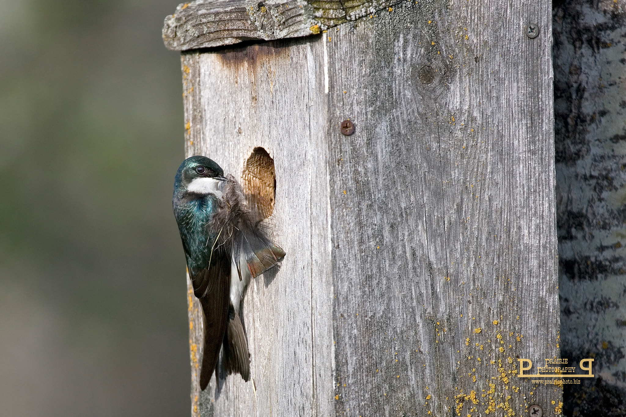 Canon EF 100-400mm F4.5-5.6L IS USM sample photo. Tree swallow with turkey feather for its nest. photography
