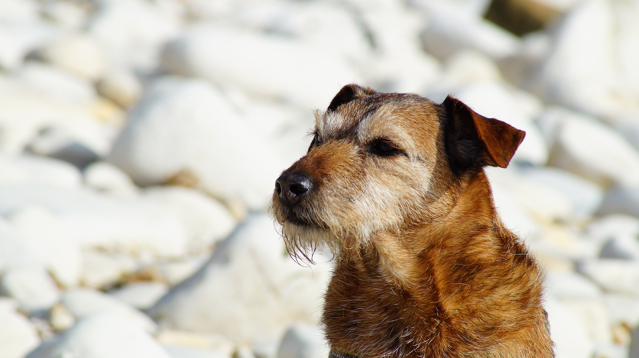 Sony 75-300mm F4.5-5.6 sample photo. Bill photography