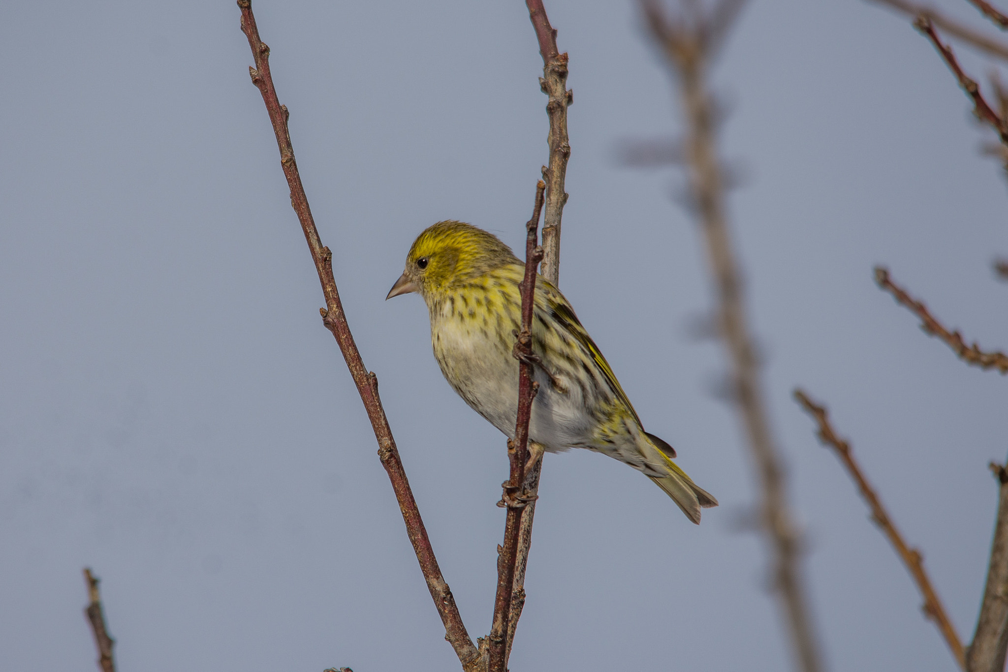 Sigma 150-500mm F5-6.3 DG OS HSM sample photo. Eurasian siskin photography