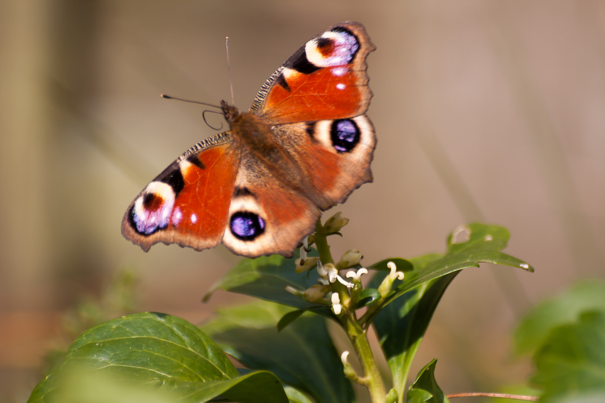 Canon EOS 40D sample photo. The european peacock photography