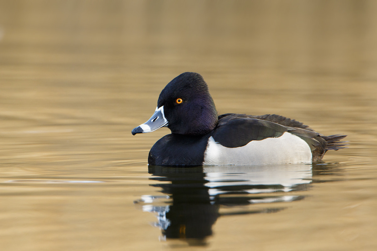 Canon EF 500mm F4L IS USM sample photo. Ring-necked duck photography