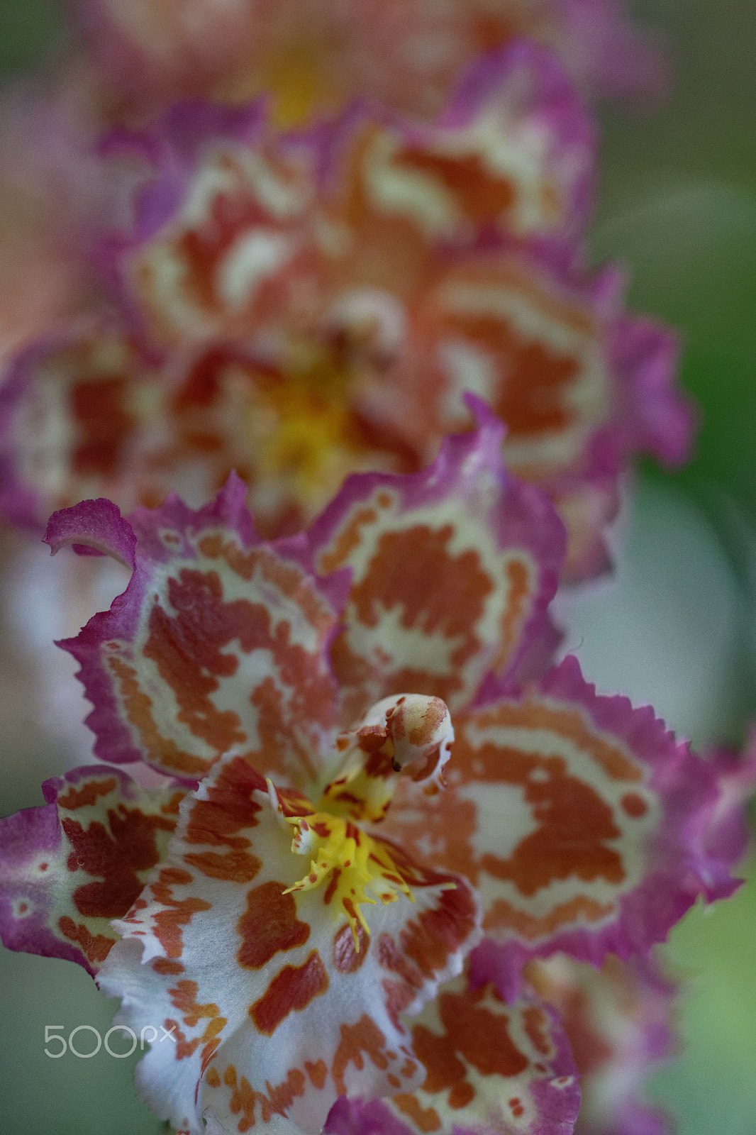 Canon EF 100mm F2.8 Macro USM sample photo. Orchidées photography
