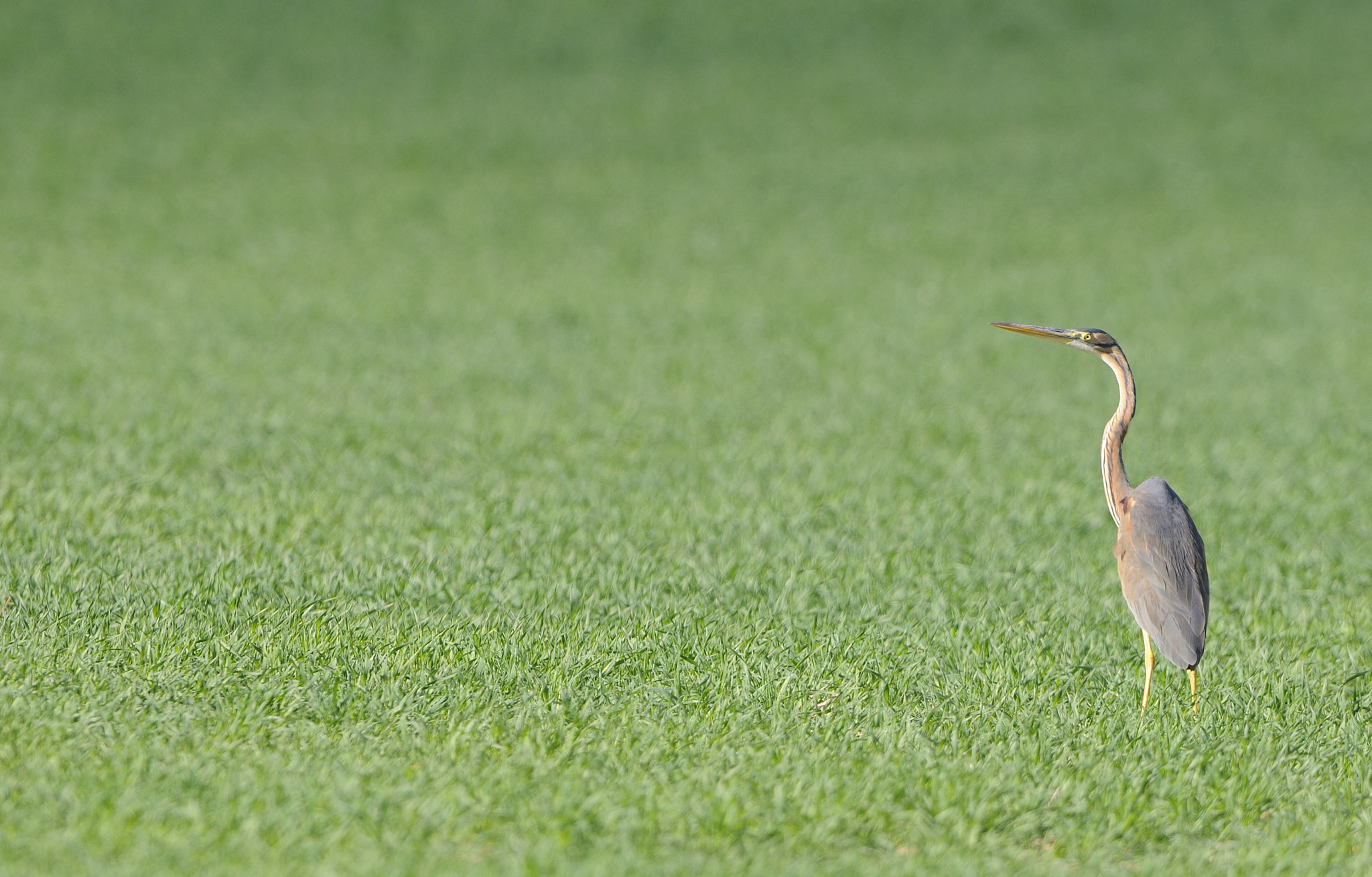 Nikon AF-S Nikkor 400mm F2.8G ED VR II sample photo. Ardea purpurea  ( garza imperial ) photography