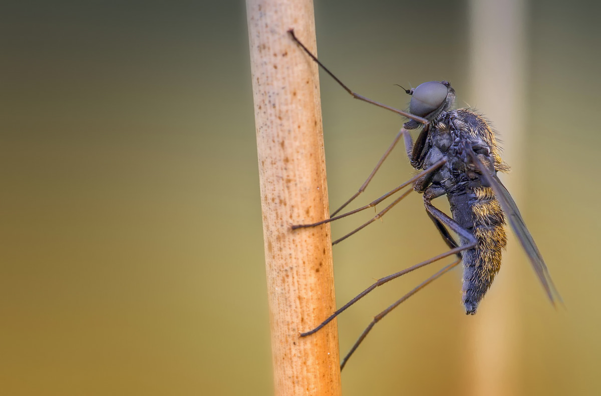Canon EF 180mm F3.5L Macro USM sample photo. Raubfliege photography