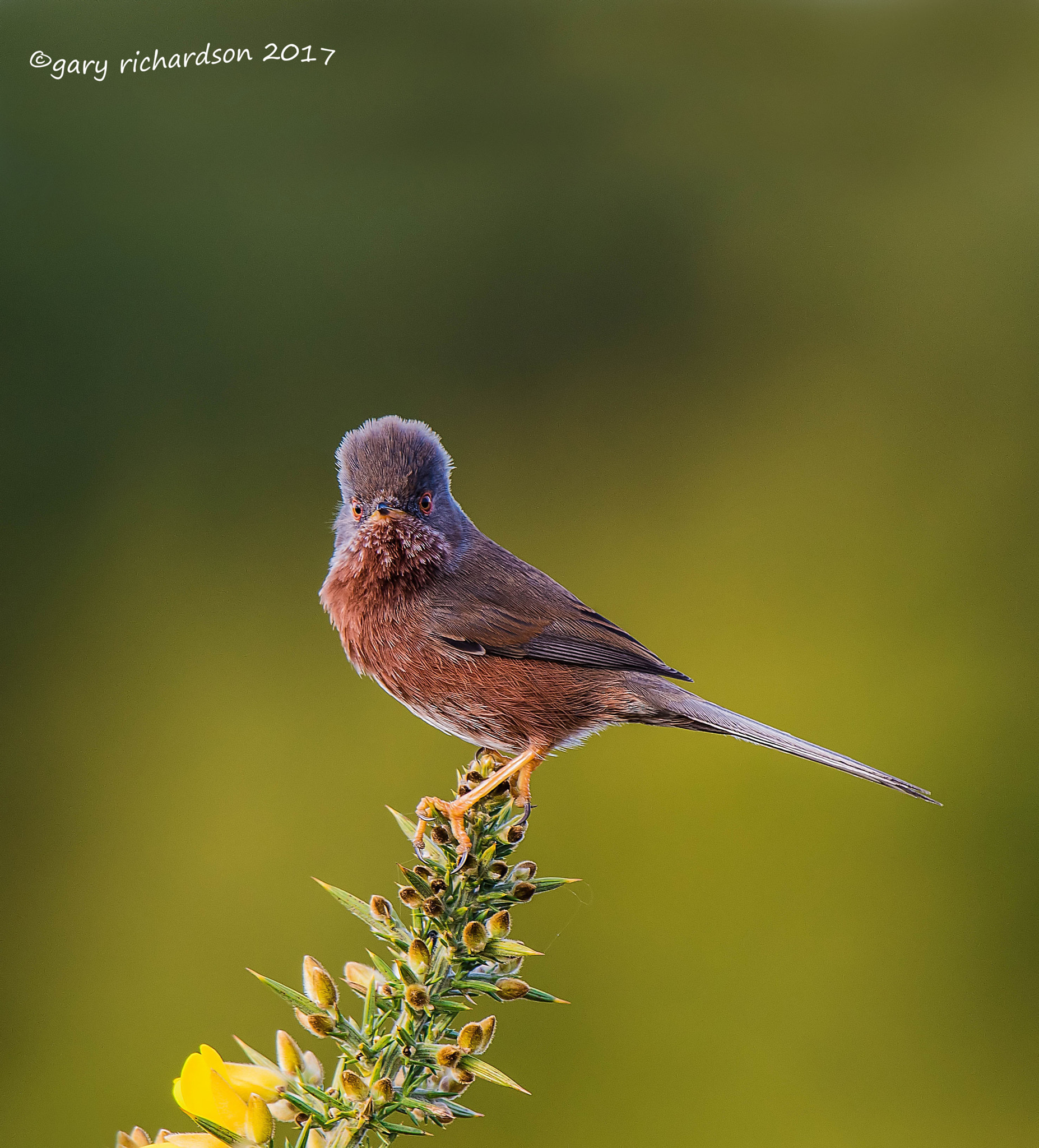 Nikon D810 + Nikon AF-S Nikkor 500mm F4G ED VR sample photo. Dartford warbler photography