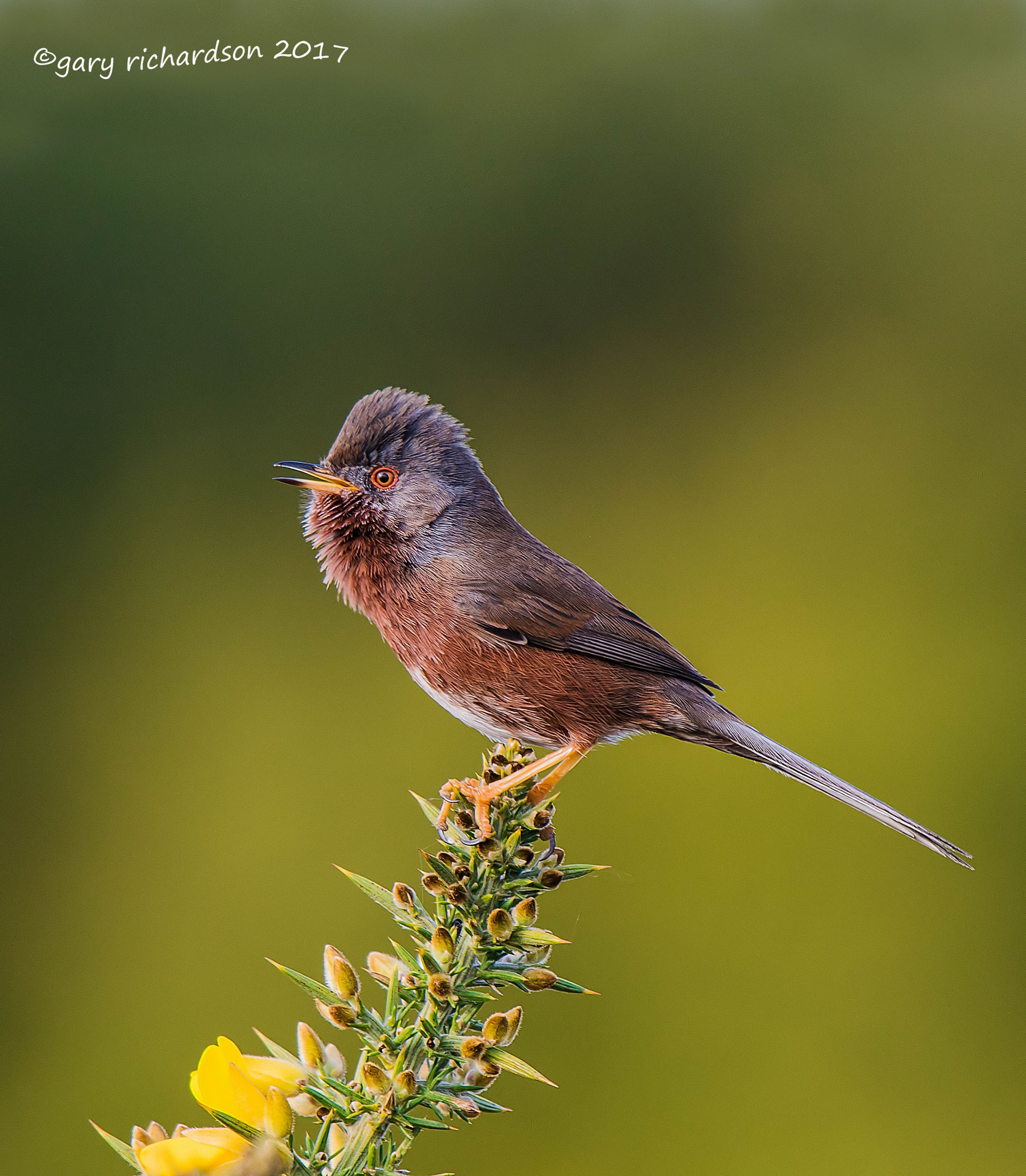 Nikon D810 + Nikon AF-S Nikkor 500mm F4G ED VR sample photo. Dartford warbler photography