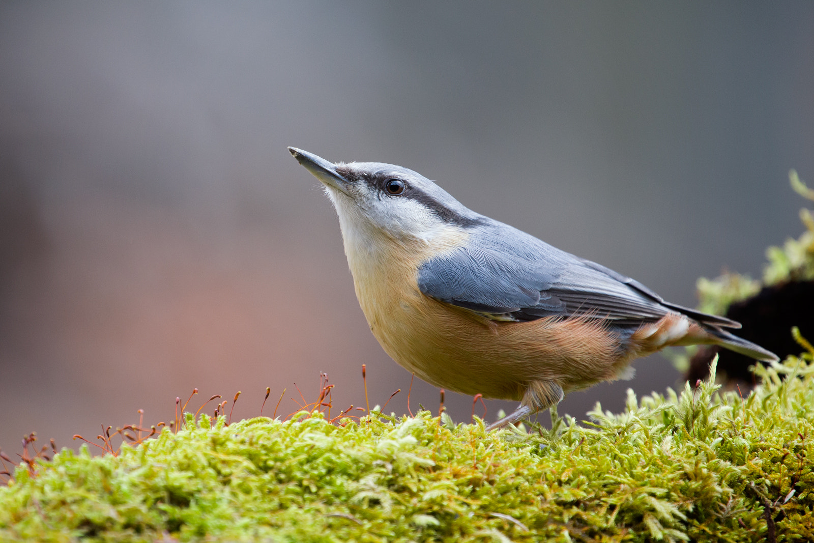 Canon EF 70-200mm F4L USM sample photo. Sitta europaea photography