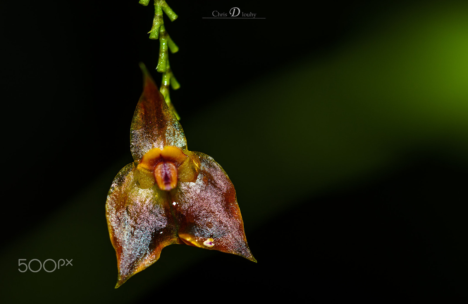 Sigma 105mm F2.8 EX DG OS HSM sample photo. Lepanthes sp. photography