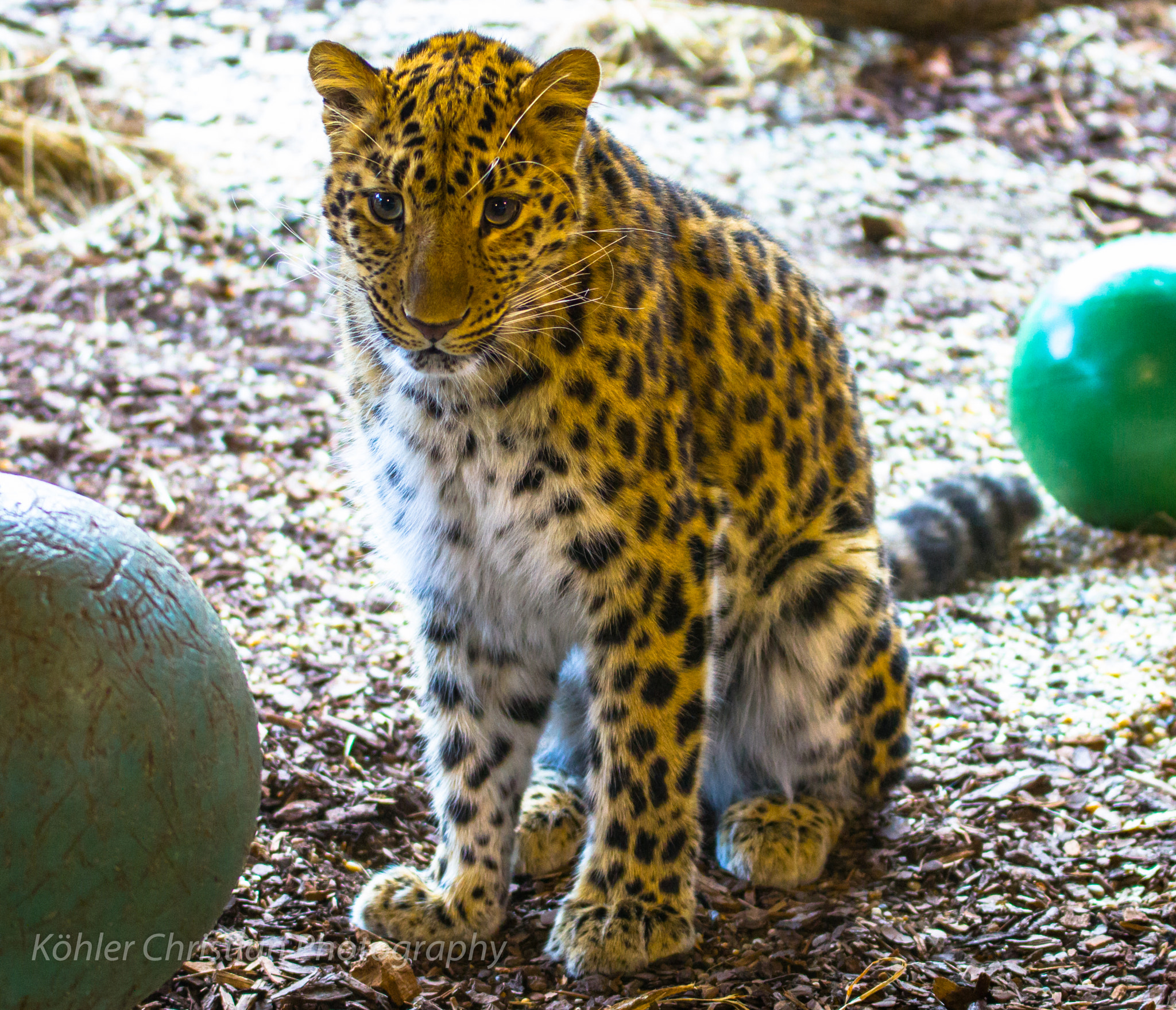 Sigma 70-200mm F2.8 EX DG OS HSM sample photo. Amurleopard (panthera pardus ssp. orientalis) photography
