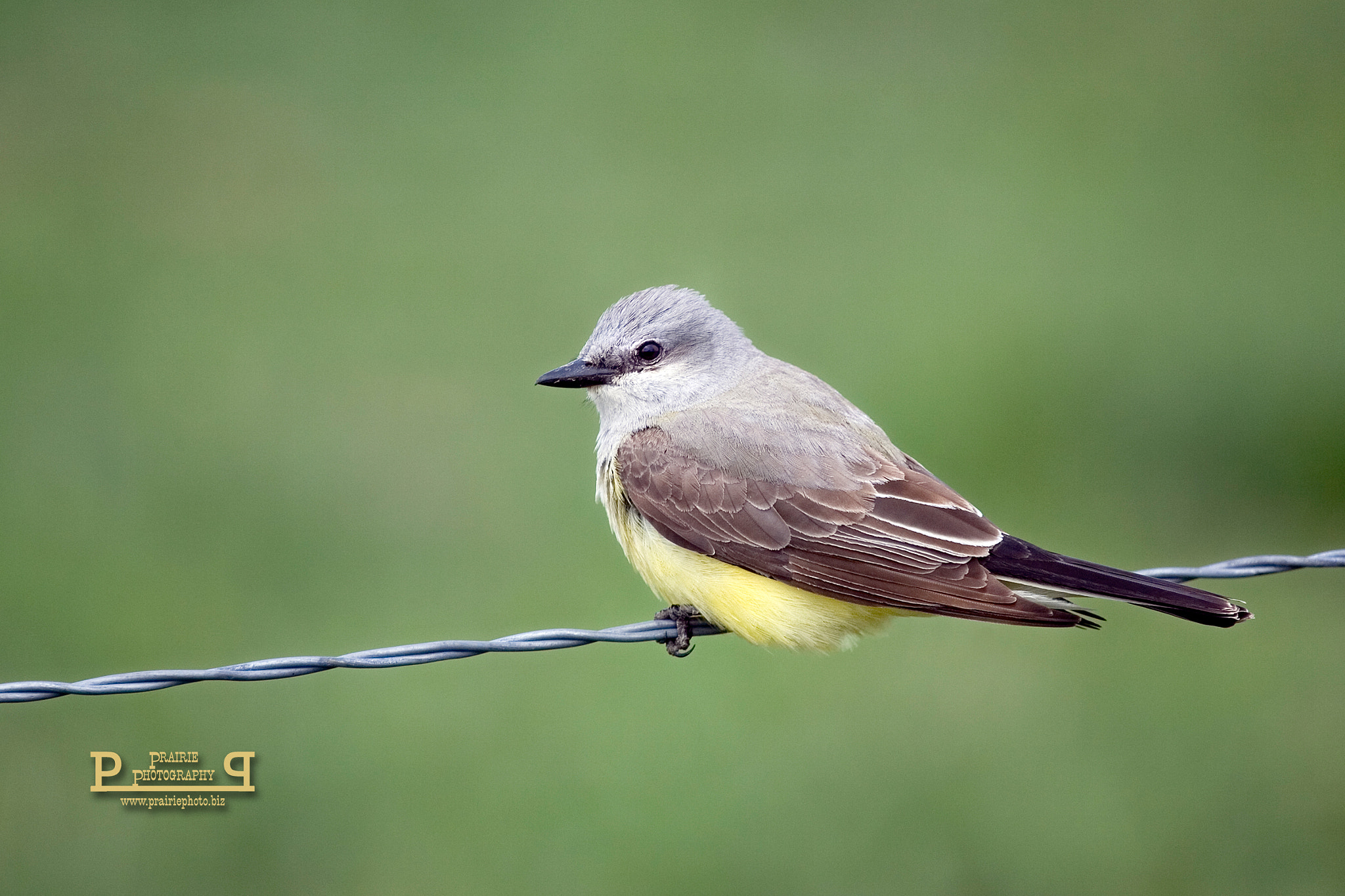 Canon EOS-1D Mark II N sample photo. Western kingbird photography