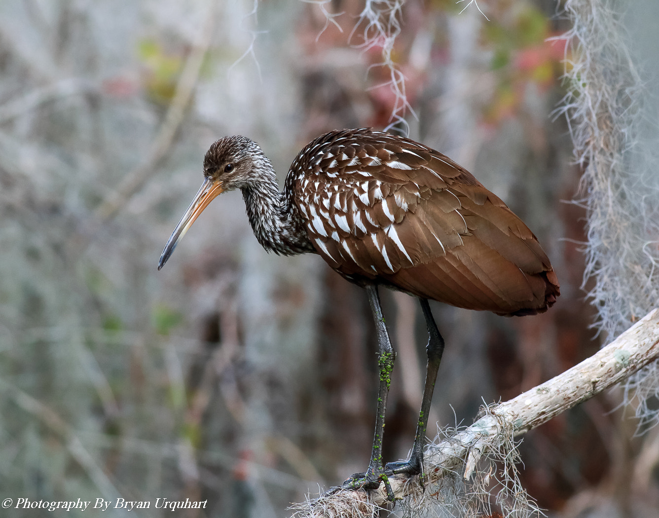 Canon EOS 70D + Canon EF 400mm F5.6L USM sample photo. Limpkin photography