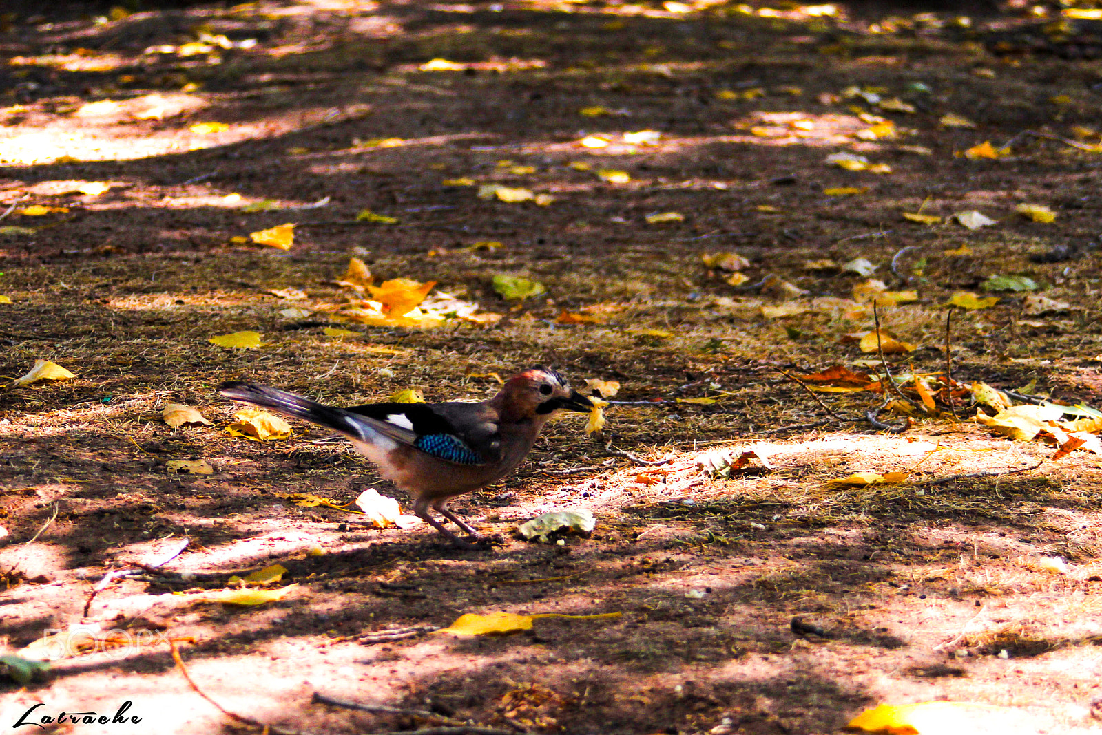 Canon EF 28-80mm f/3.5-5.6 USM sample photo. Bird photography