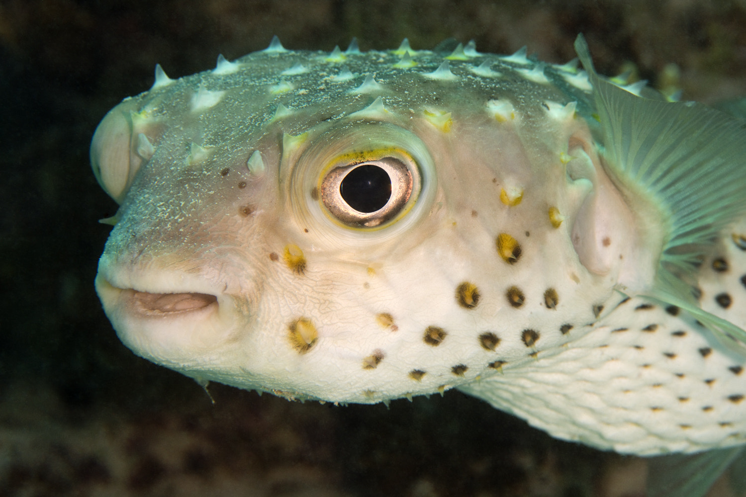 Nikon AF-S Micro-Nikkor 105mm F2.8G IF-ED VR sample photo. Yellowspotted burrfish photography
