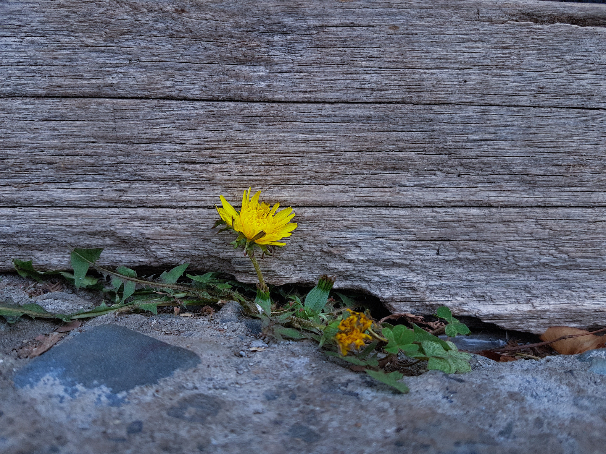 Samsung Galaxy S7 + Samsung Galaxy S7 Rear Camera sample photo. Little yellow life photography