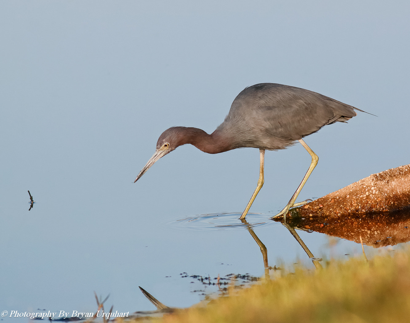 Canon EOS 70D + Canon EF 400mm F5.6L USM sample photo. Little blue heron photography