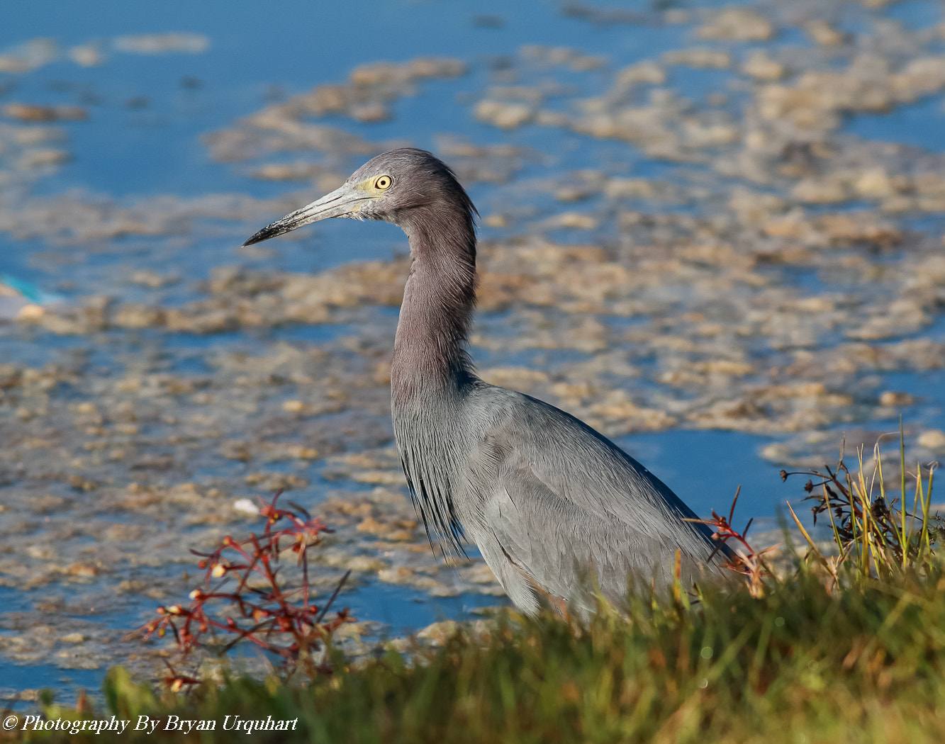 Canon EOS 70D + Canon EF 400mm F5.6L USM sample photo. Little blue heron photography