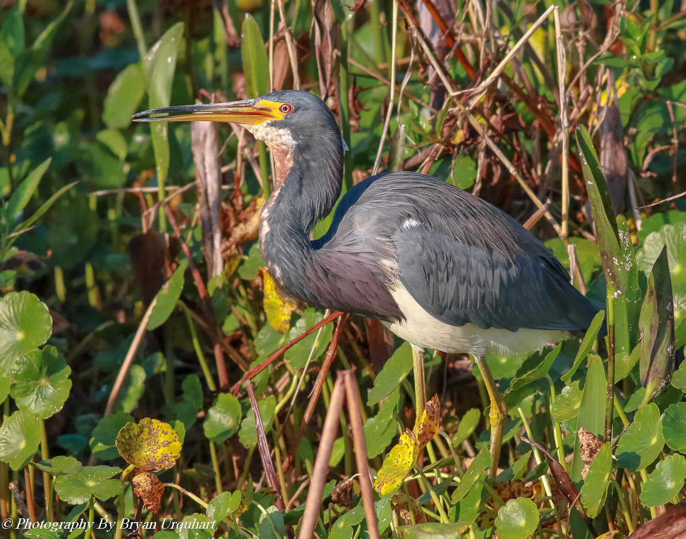 Canon EOS 70D + Canon EF 400mm F5.6L USM sample photo. Tri coloured heron photography