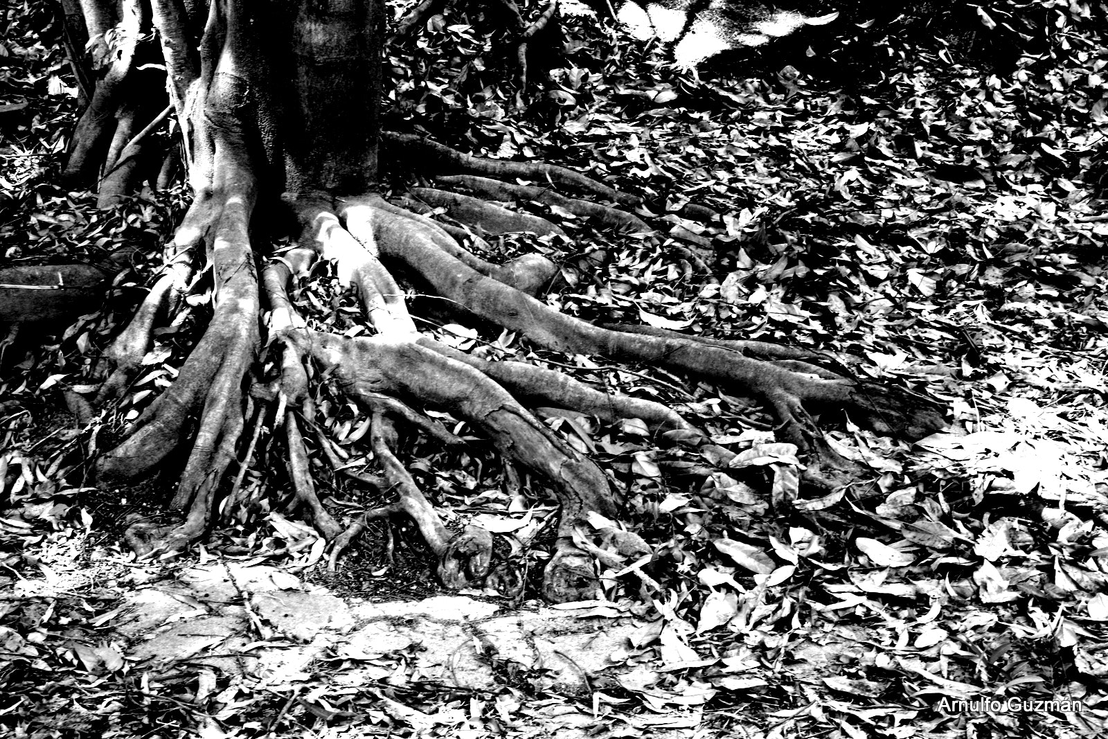 Canon EOS 450D (EOS Rebel XSi / EOS Kiss X2) sample photo. Primer encuentro de thrash photography