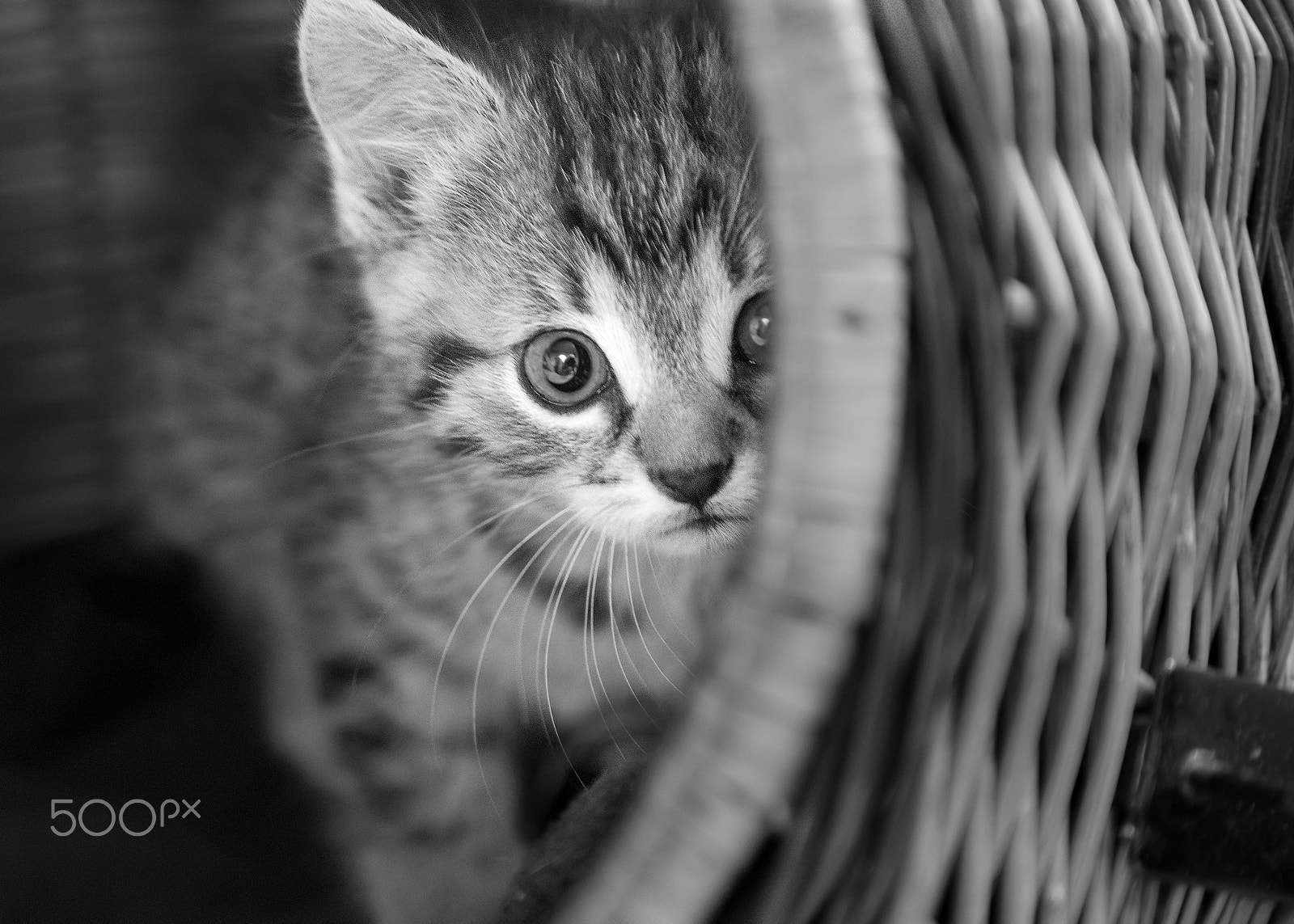 Nikon D750 sample photo. Baby cat in basket photography