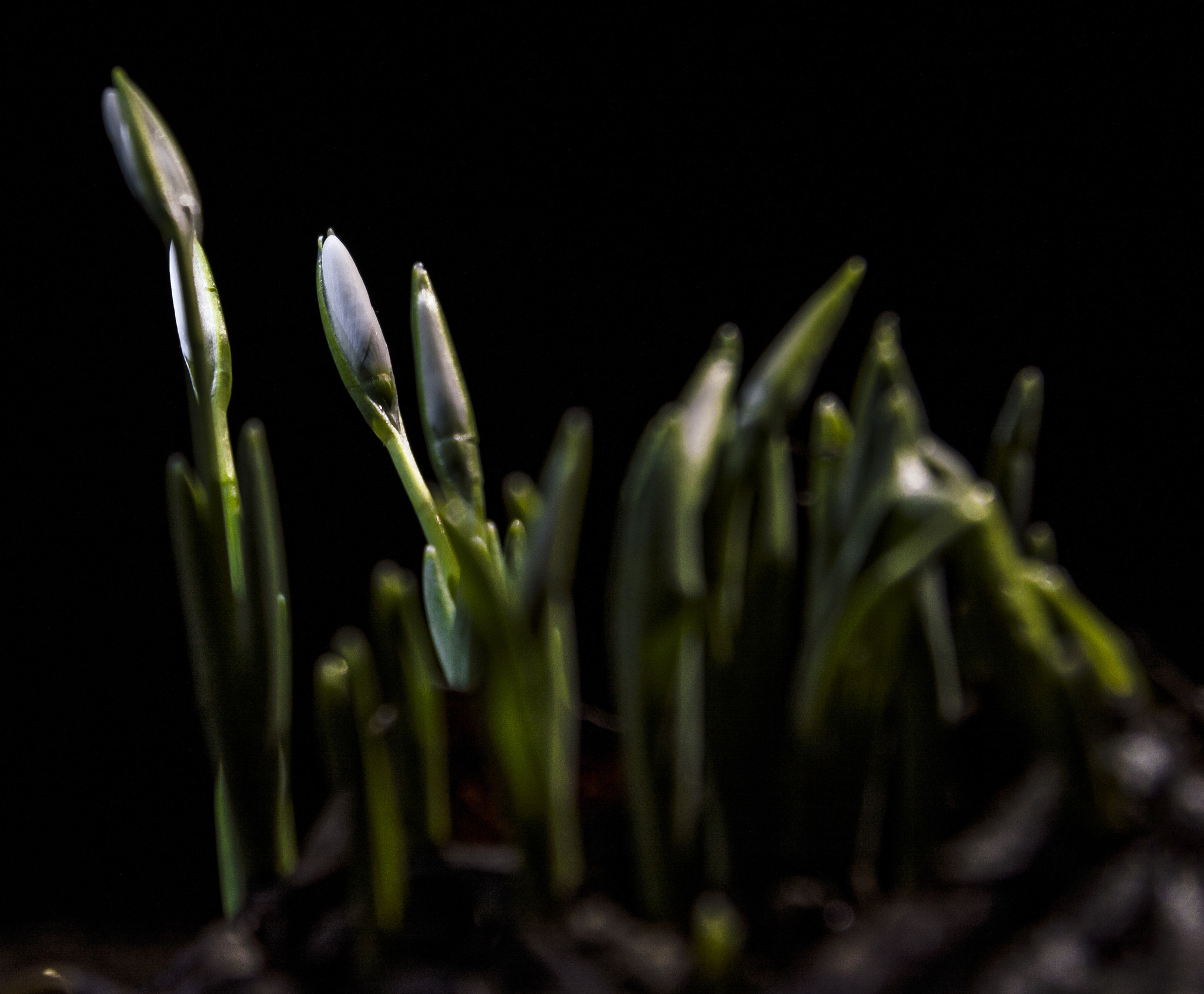 Nikon D3200 sample photo. Spring is comming photography