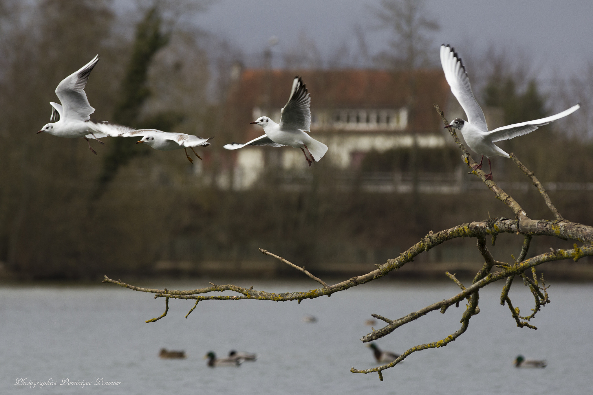 Canon EF 70-200mm F2.8L IS II USM sample photo. Let's goooooooooo ! photography