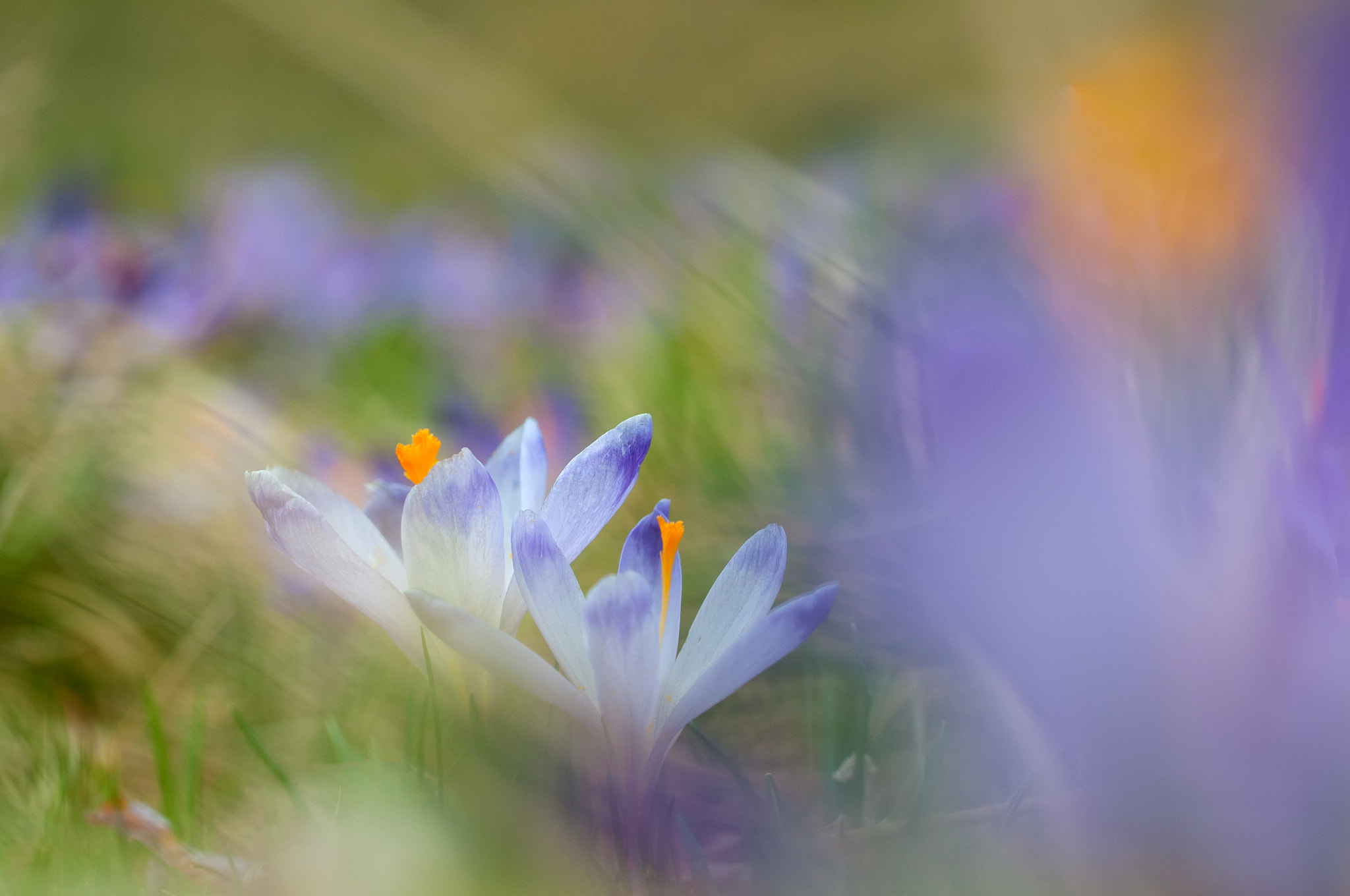 Tamron SP AF 90mm F2.8 Di Macro sample photo. Fragility photography