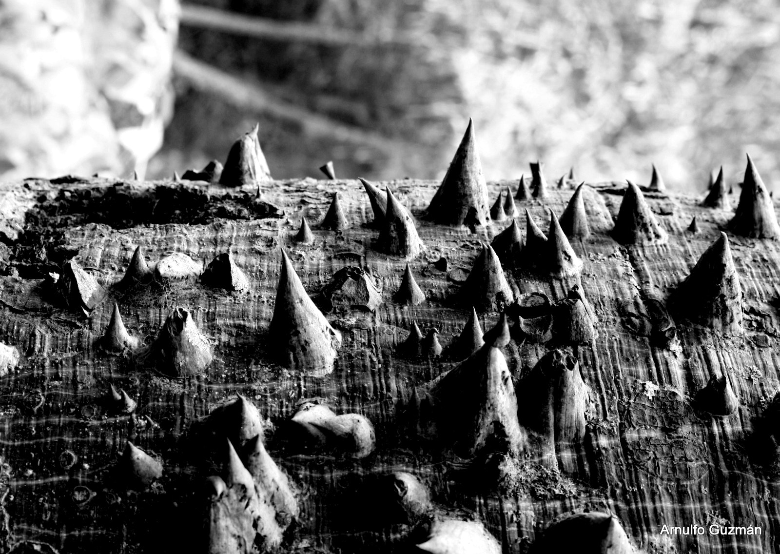 Canon EOS 450D (EOS Rebel XSi / EOS Kiss X2) sample photo. Heavy metal photography