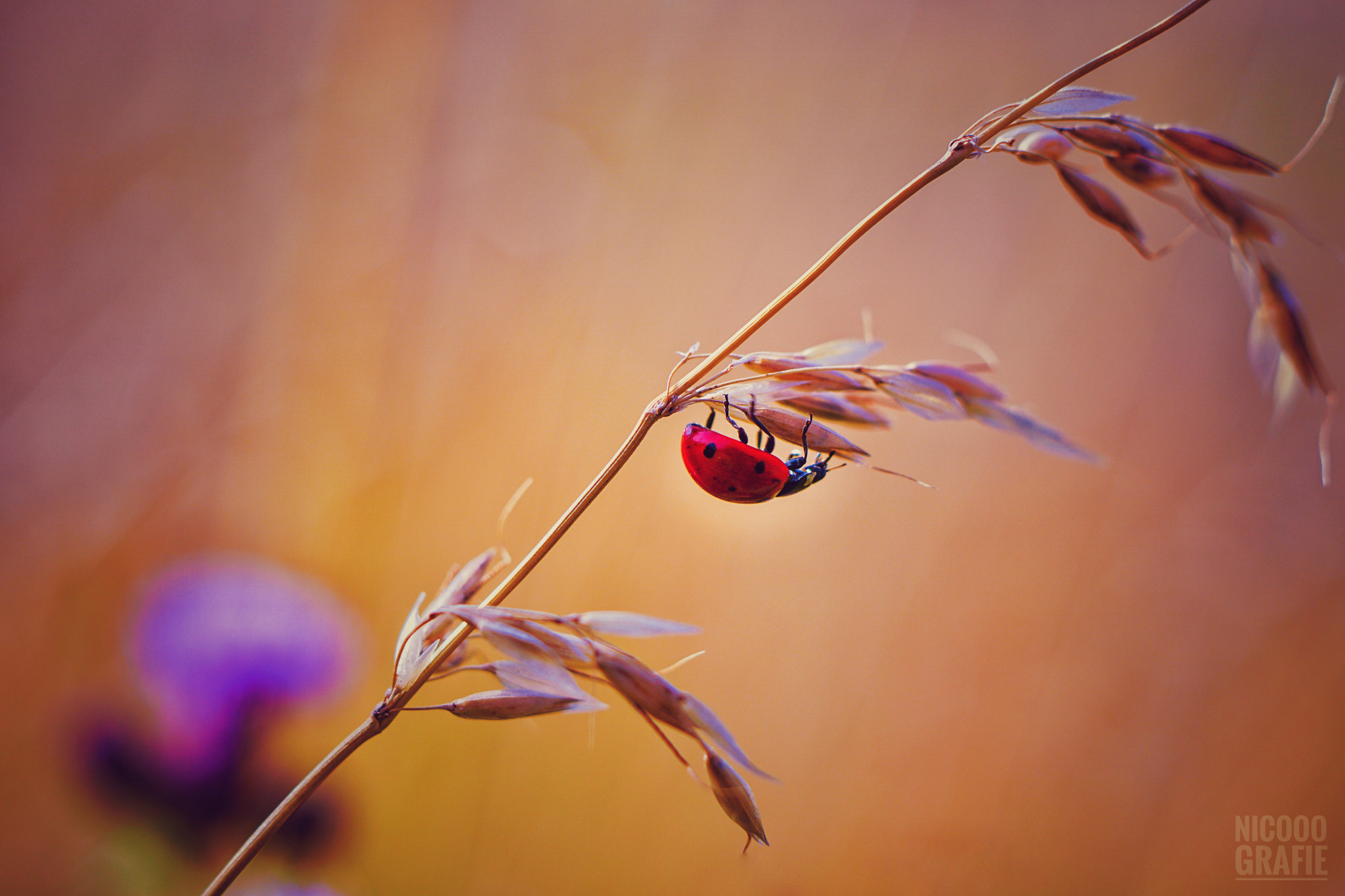 Sony a6300 sample photo. Bug photography