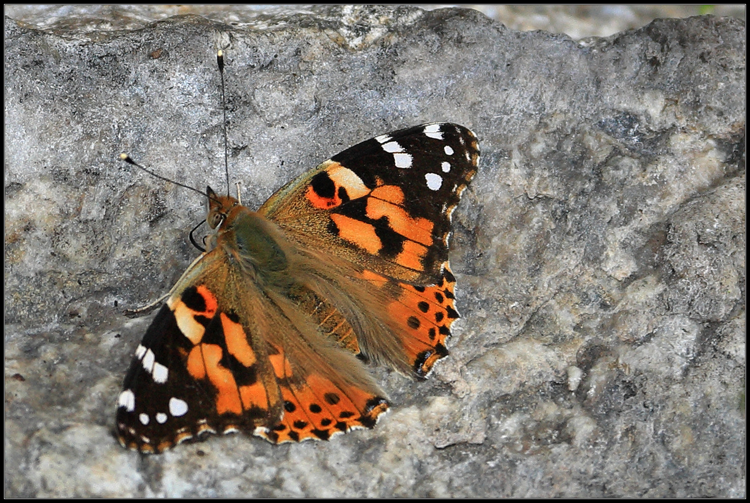 Canon EOS 450D (EOS Rebel XSi / EOS Kiss X2) sample photo. Butterfly on stone photography