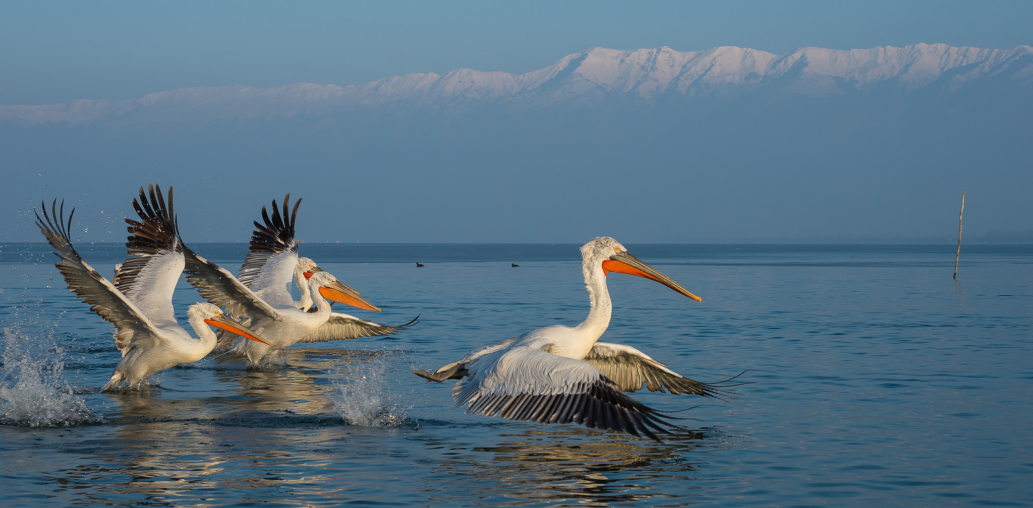 Nikon D4 sample photo. Kroeskoppelikanen - dalmatian pelican photography