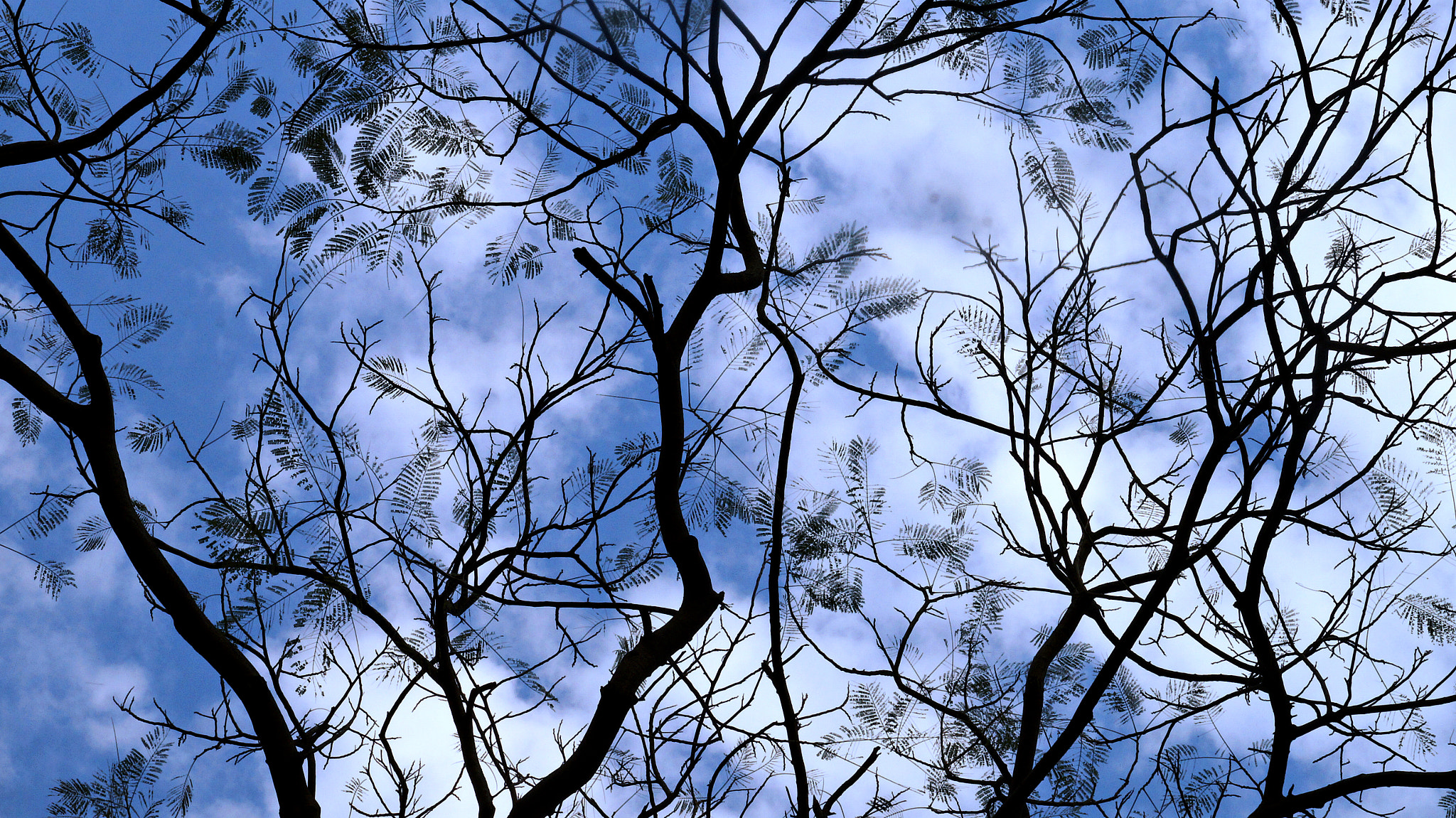 Sony SLT-A57 sample photo. Naturally abstract! photography