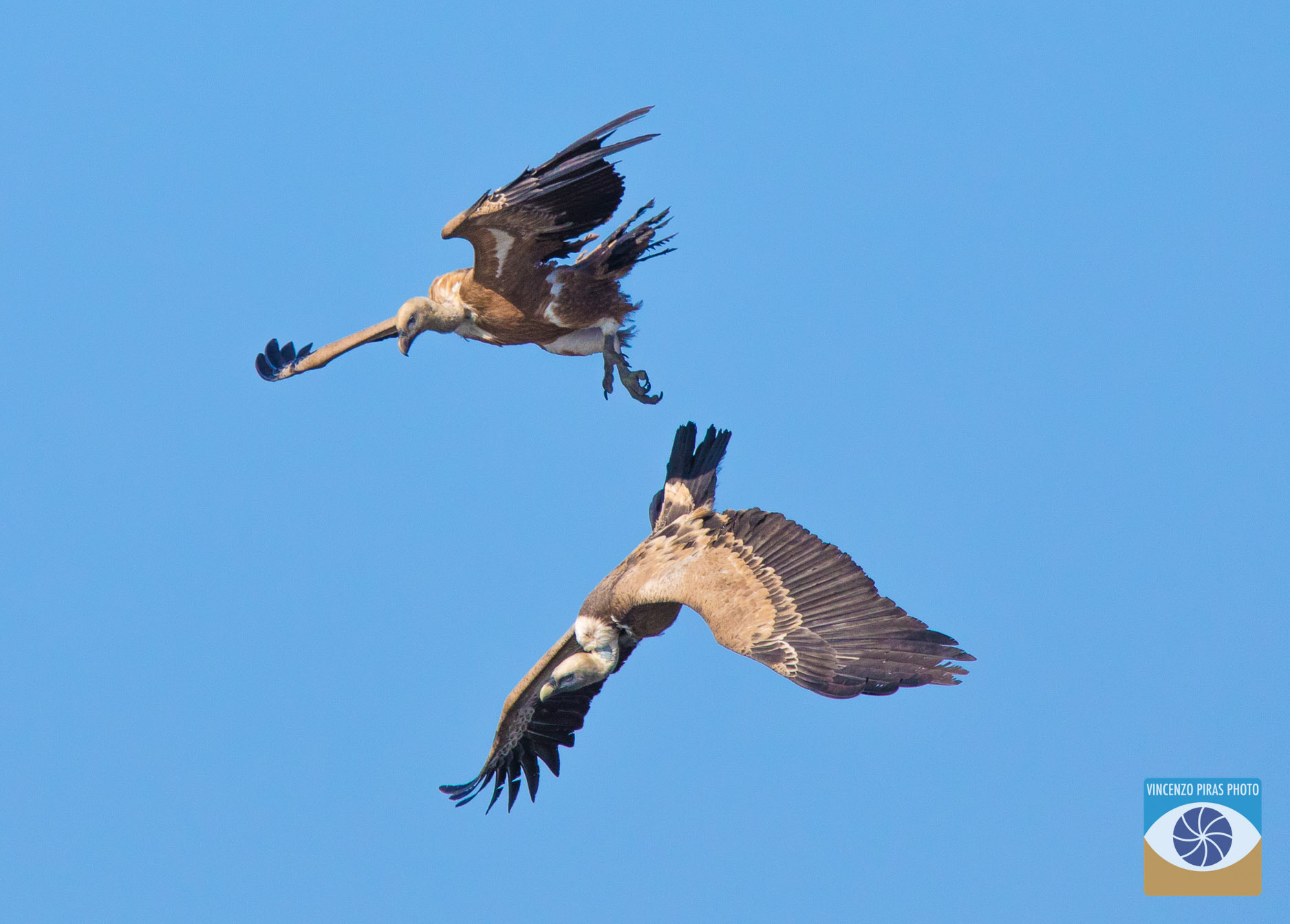 150-600mm F5-6.3 DG OS HSM | Contemporary 015 sample photo. Avvoltoio grifone bosa sardegna occidentale photography