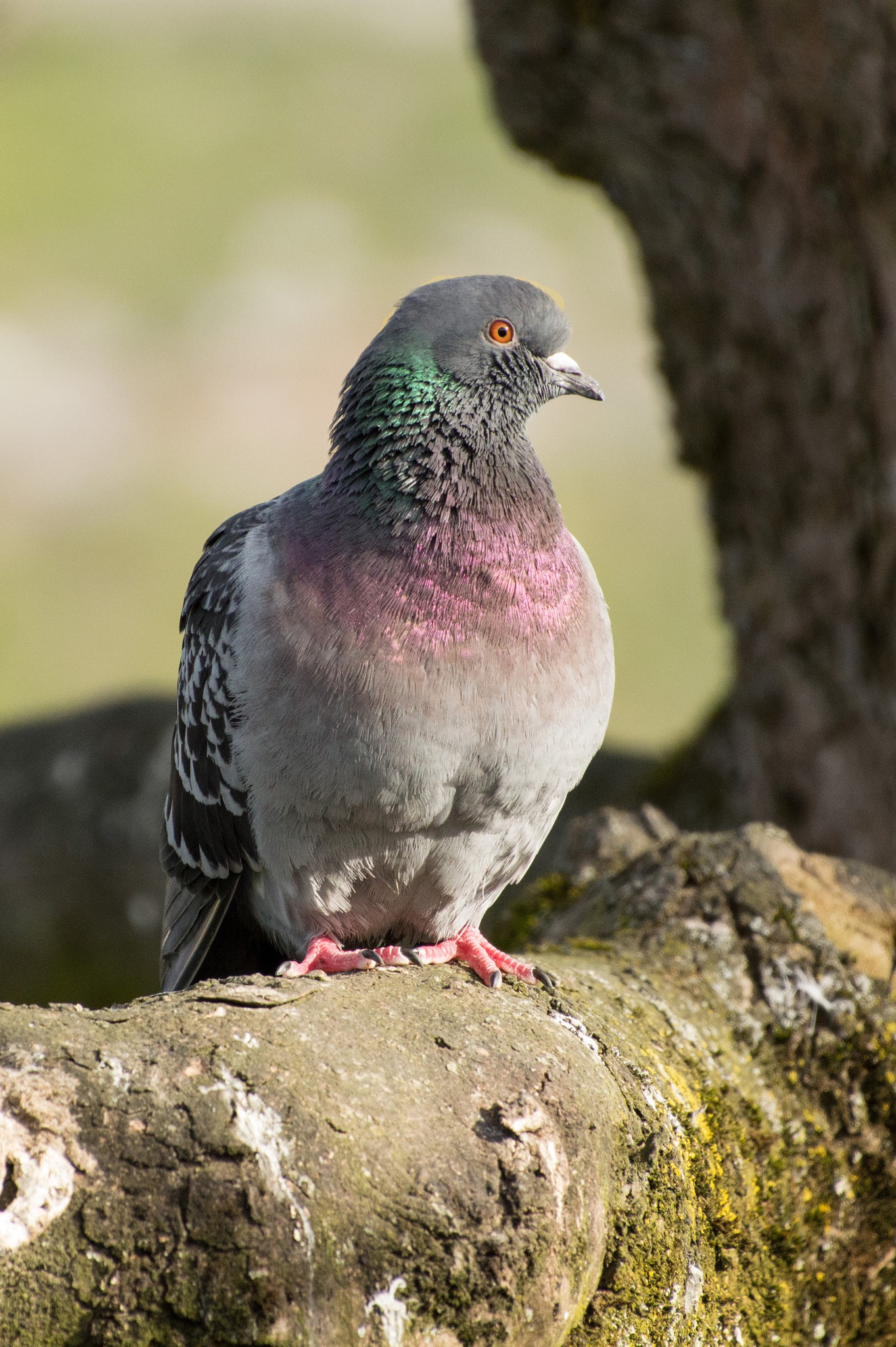Nikon D3200 sample photo. A purple collar... photography