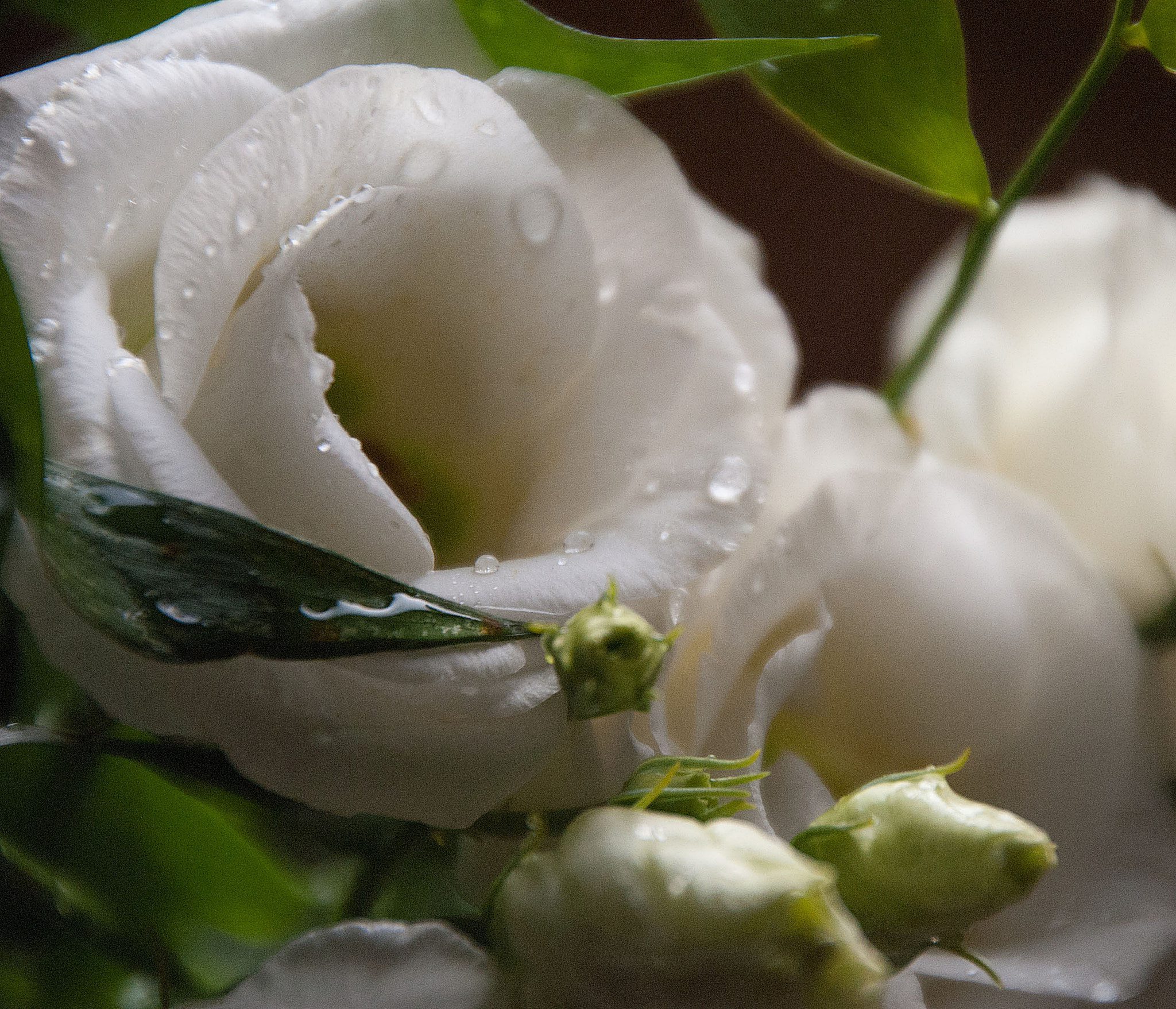 Sony Alpha DSLR-A300 + DT 18-270mm F3.5-6.3 SSM sample photo. Eustoma wielkokwiatowa photography