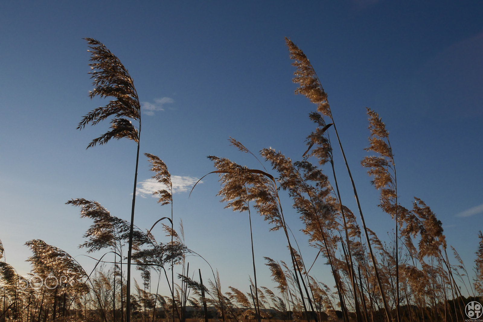 Panasonic Lumix DMC-GX7 sample photo. Reeds forest photography