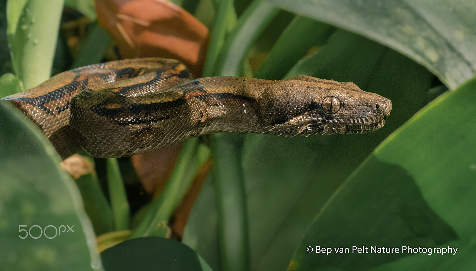 Nikon D500 + Sigma 50mm F2.8 EX DG Macro sample photo. Rain forest snake photography