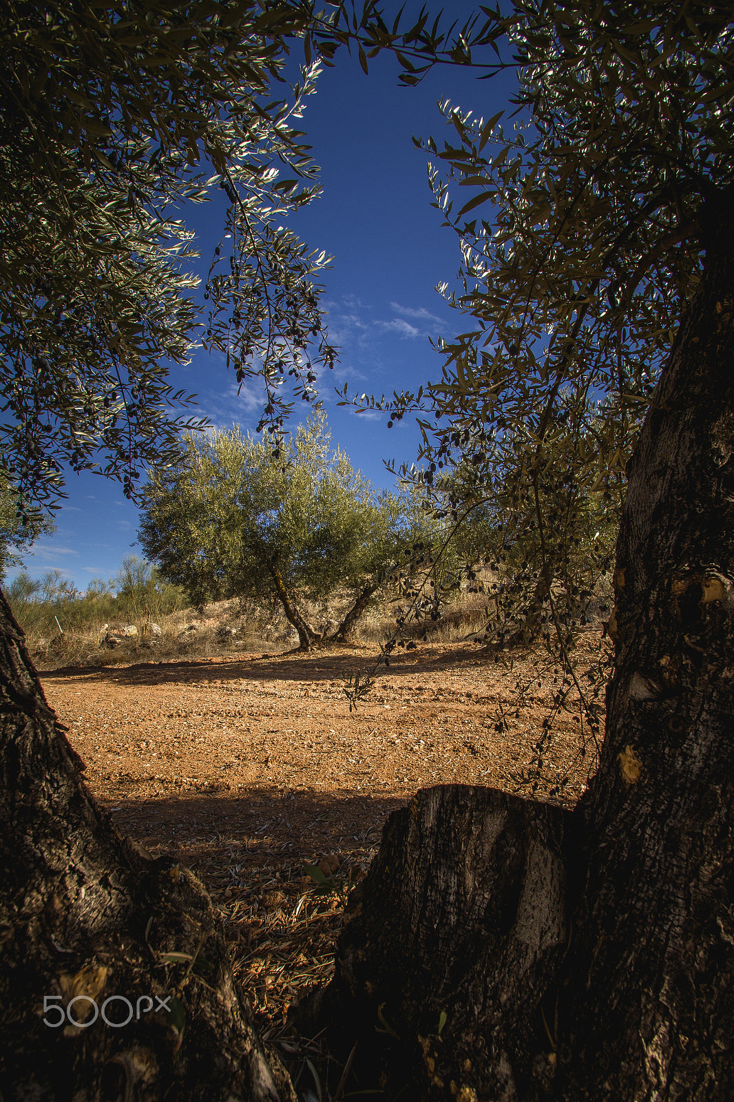 Sigma 10-20mm F3.5 EX DC HSM sample photo. Olive tree photography