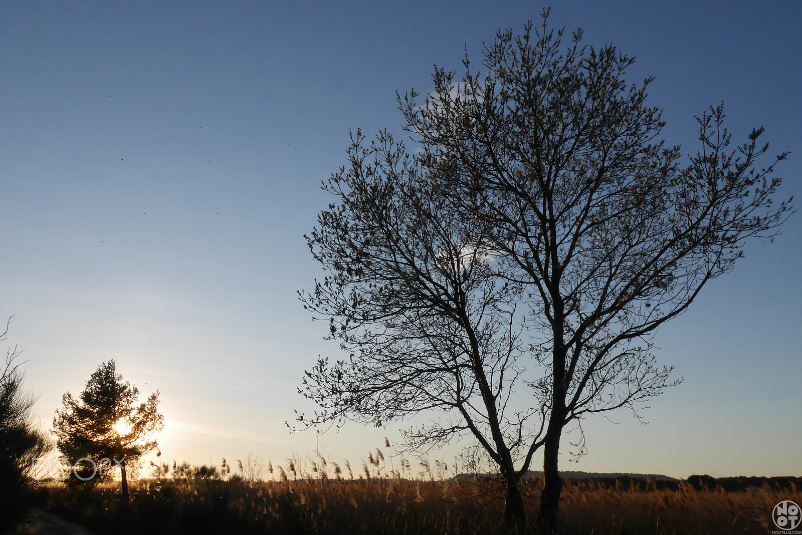 Panasonic Lumix DMC-GX7 sample photo. The lonely tree photography