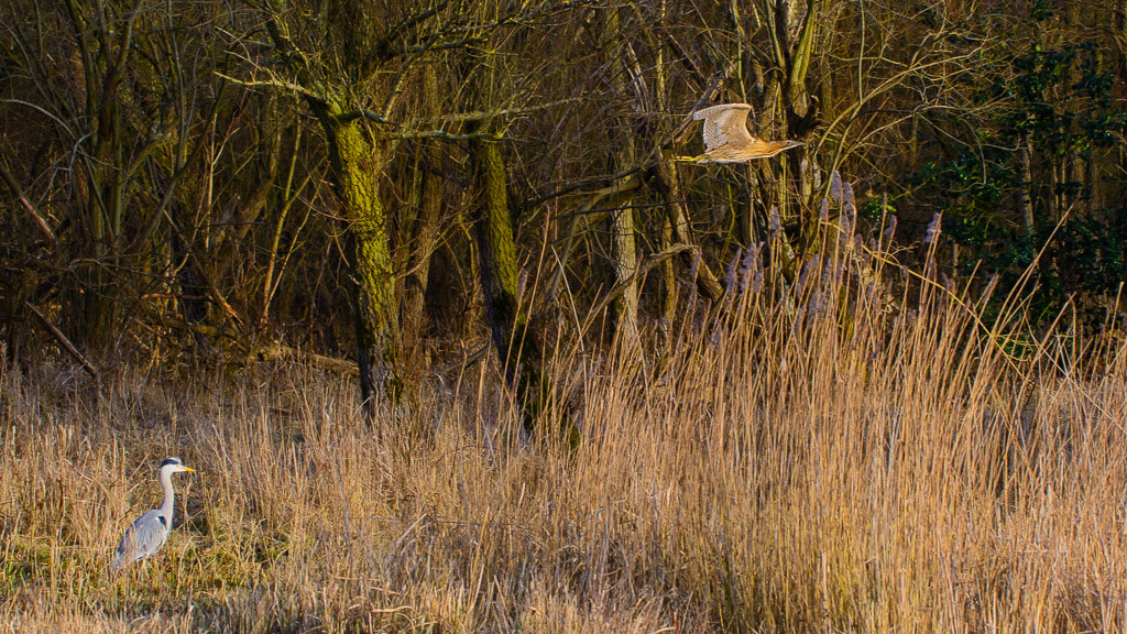 Sigma 50-500mm F4.5-6.3 DG OS HSM sample photo. Great bittern in the landscape photography